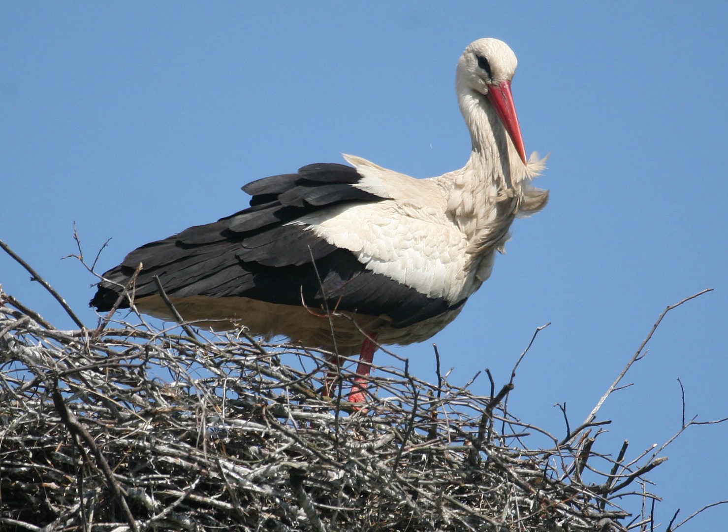 Przygoda z bocianem - 2