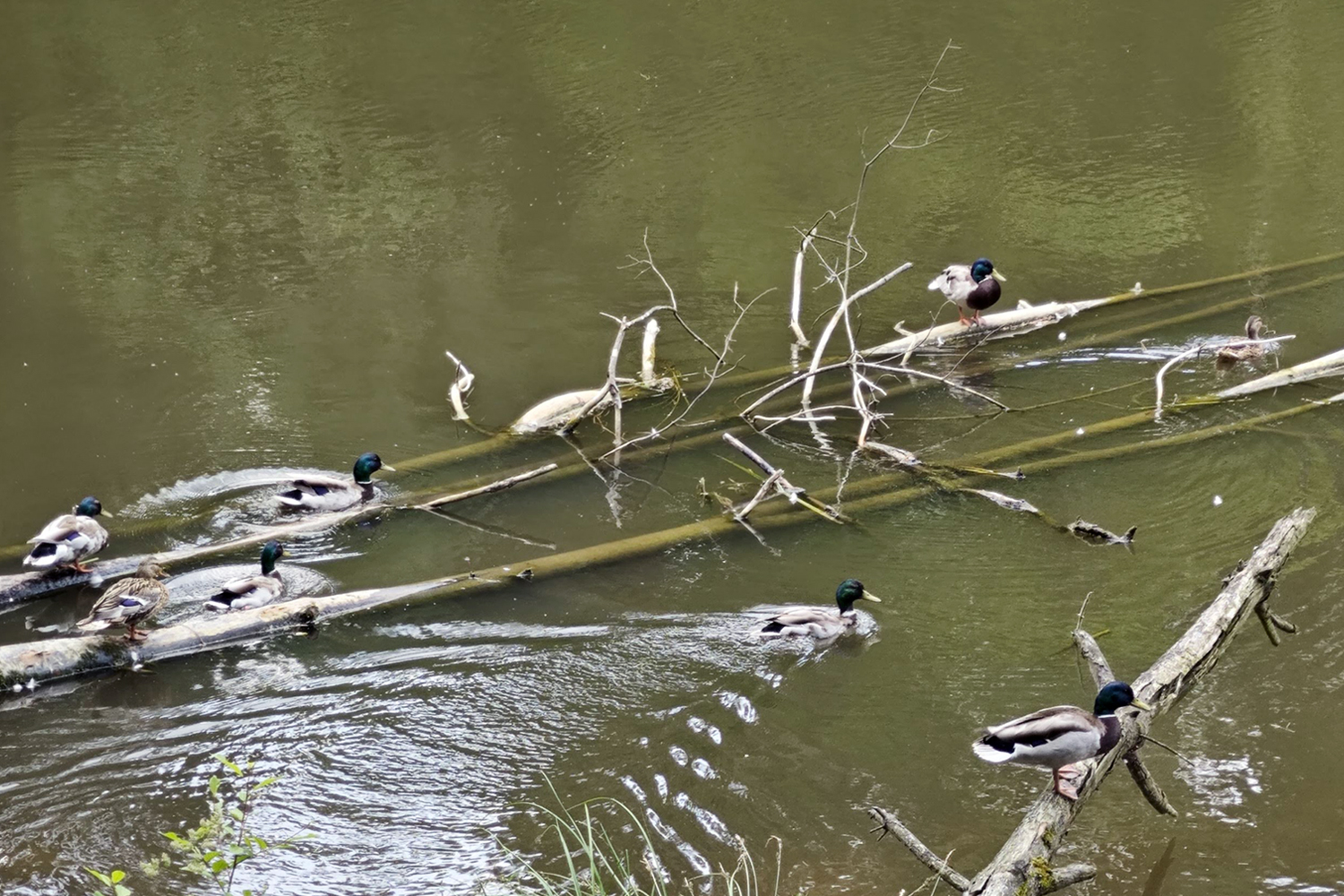 Garbatka-Letnisko: szlakiem historii i przyrody - 5