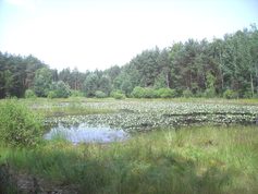 Rozlewisko "Biały Ług"