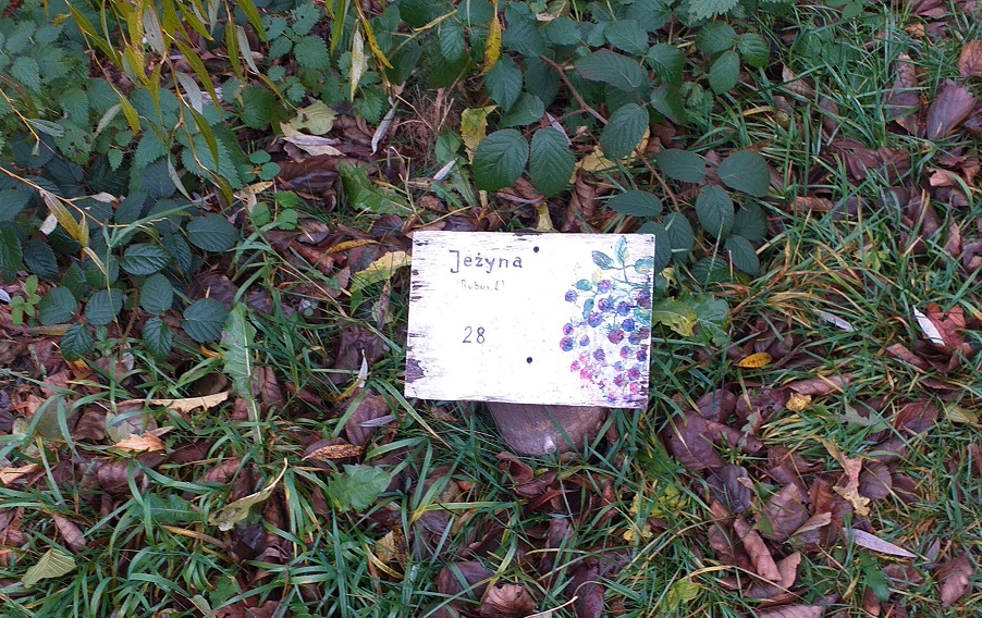 Kropla historii Sidziny - 6