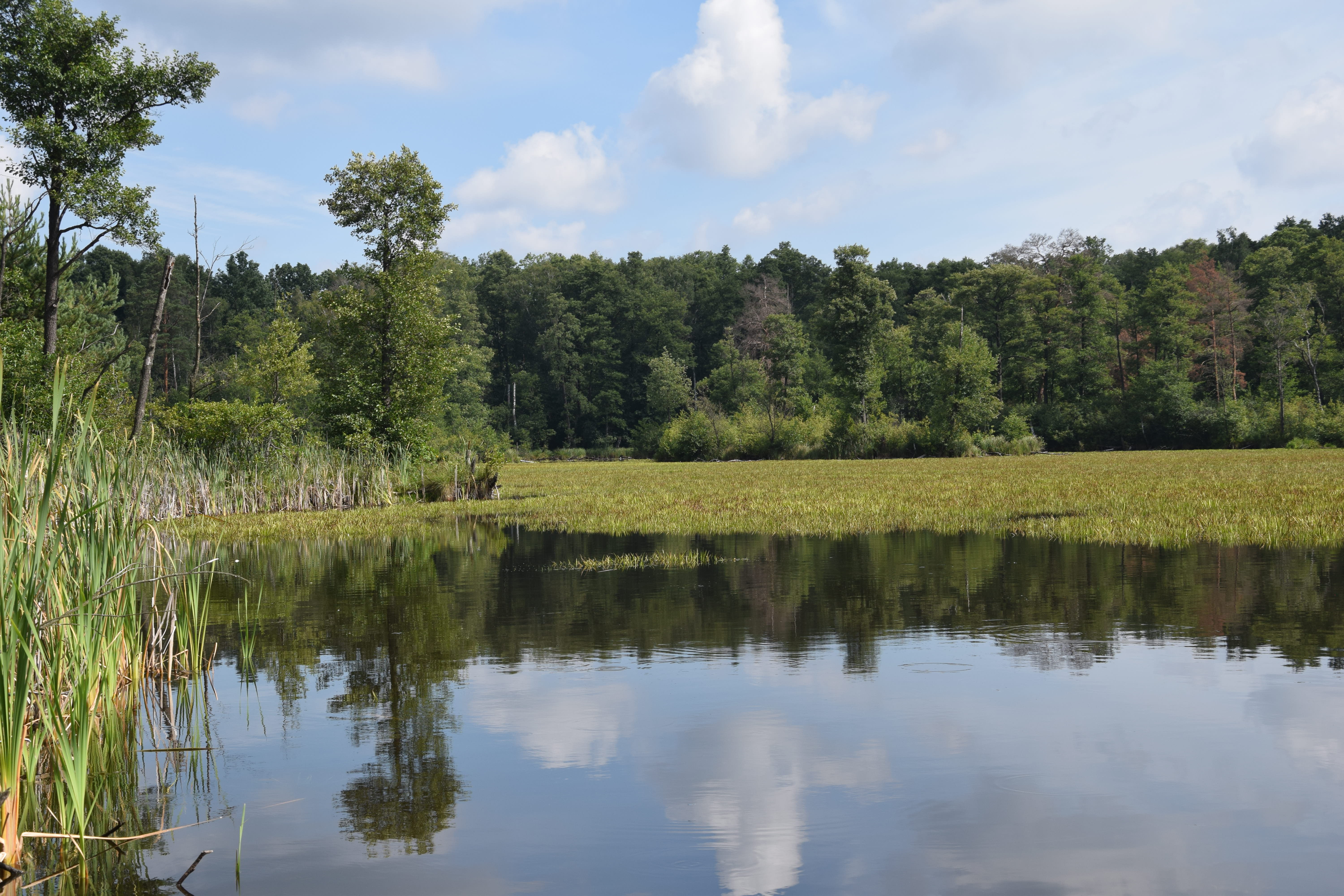 „Łabędzim szlakiem” – leśną drogą pełną przygód - 2