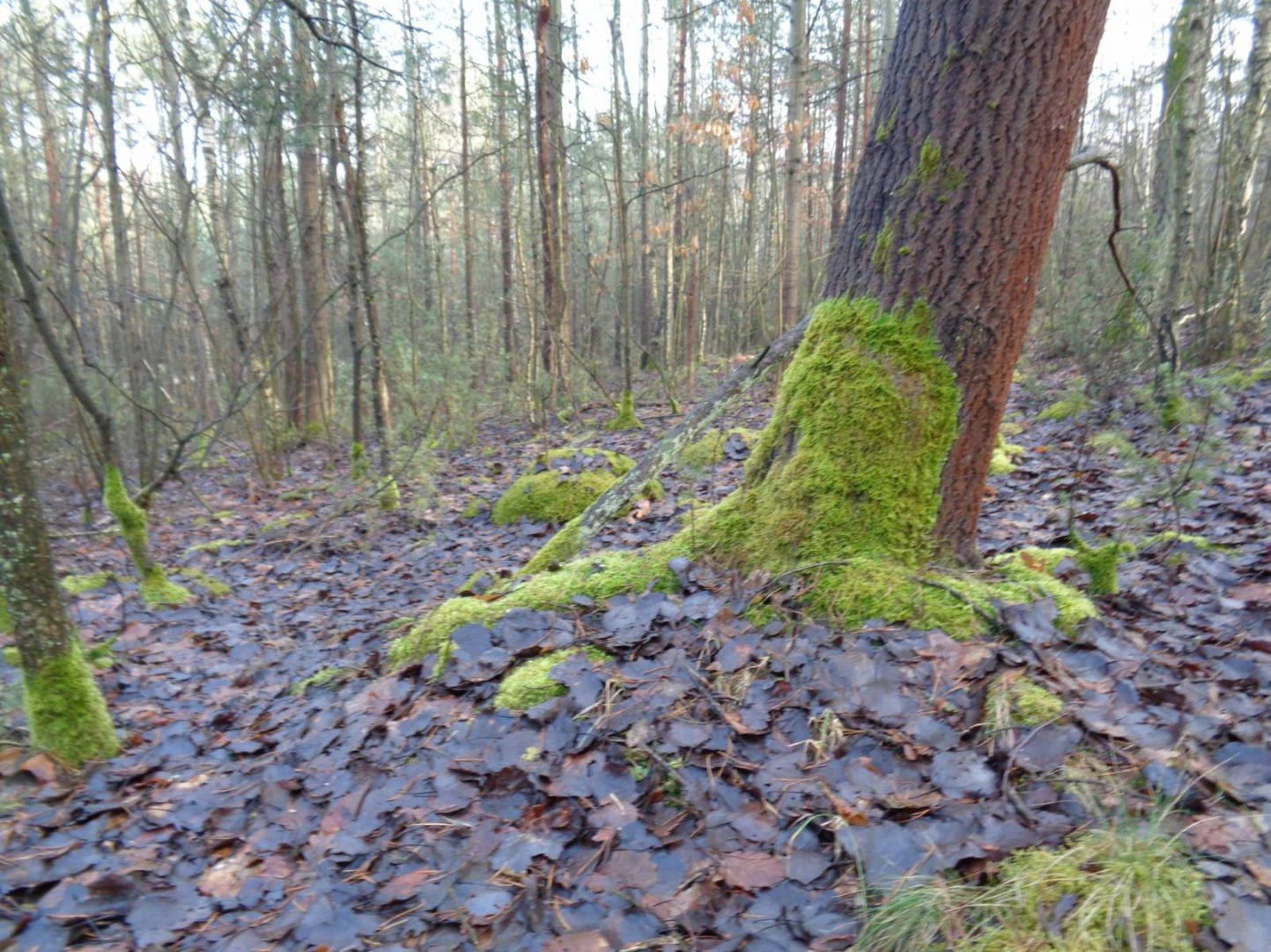 Rezerwat przyrody "Węże"