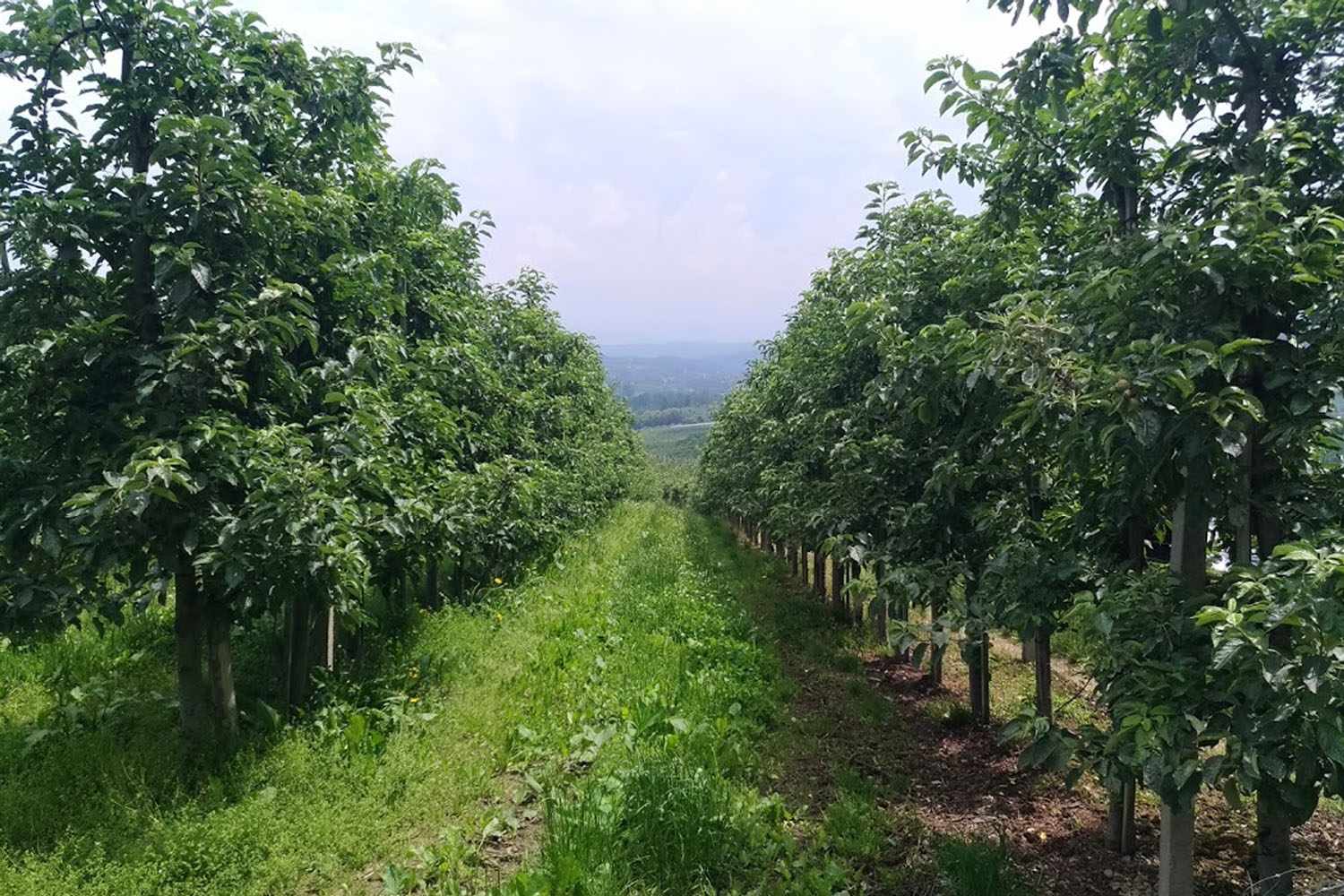 Poznaj perełkę wśród sadów - 2