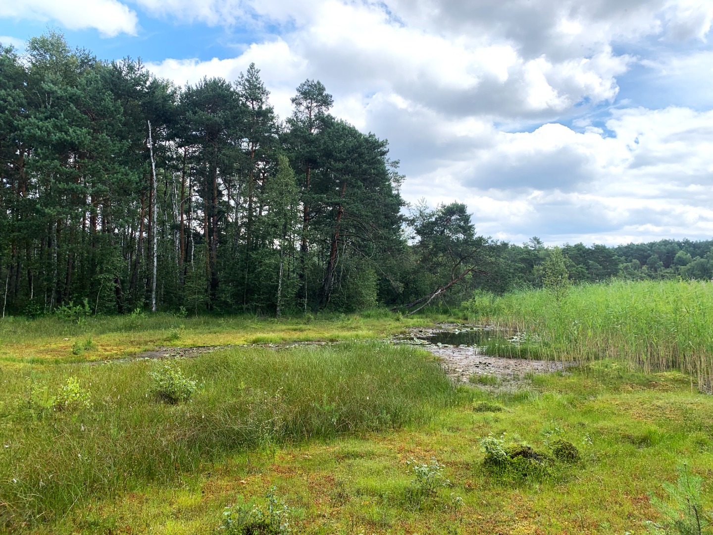 Rezerwat przyrody „Korzeń”