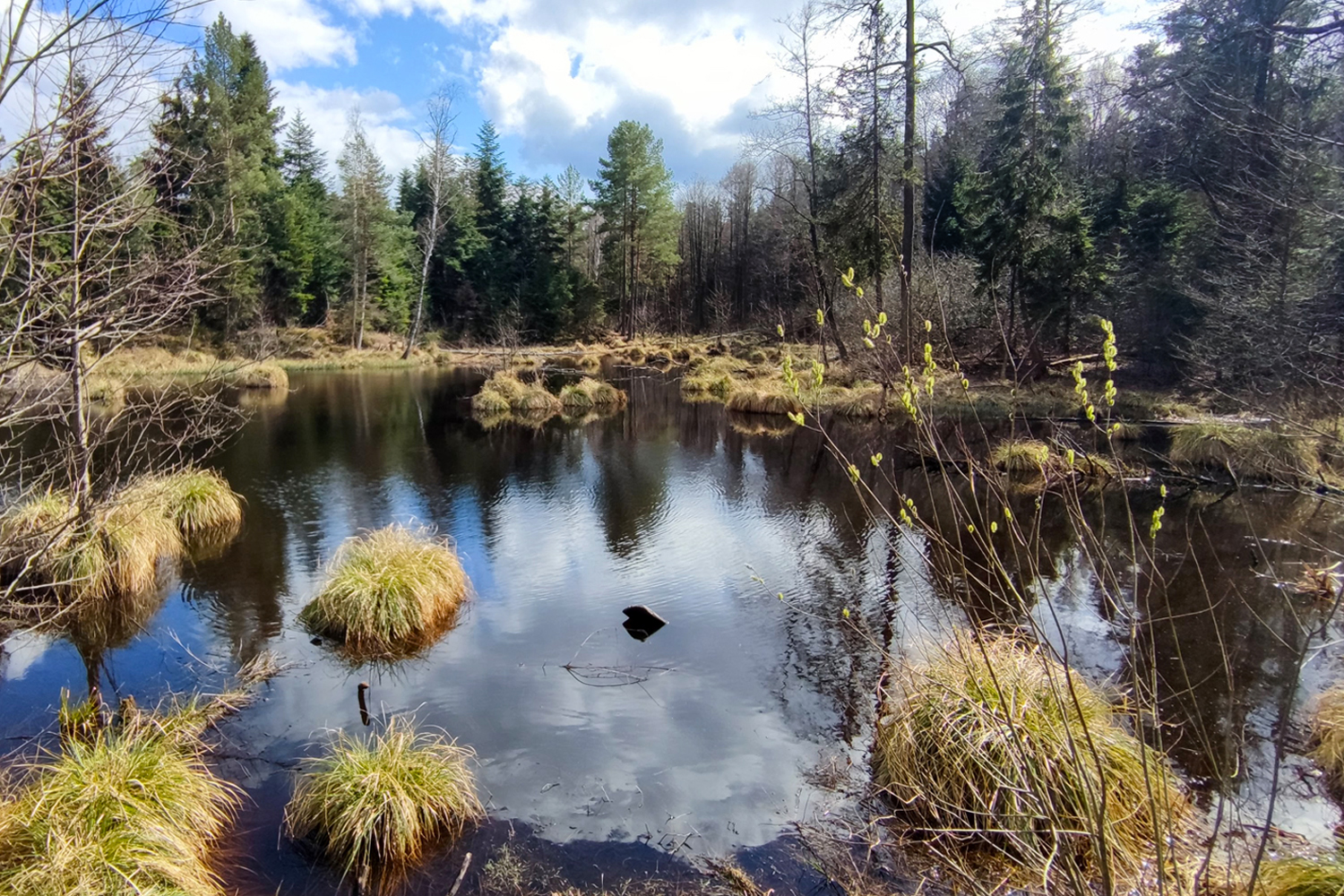 Szlakiem czterech rezerwatów w Puszczy Kozienickiej - 5