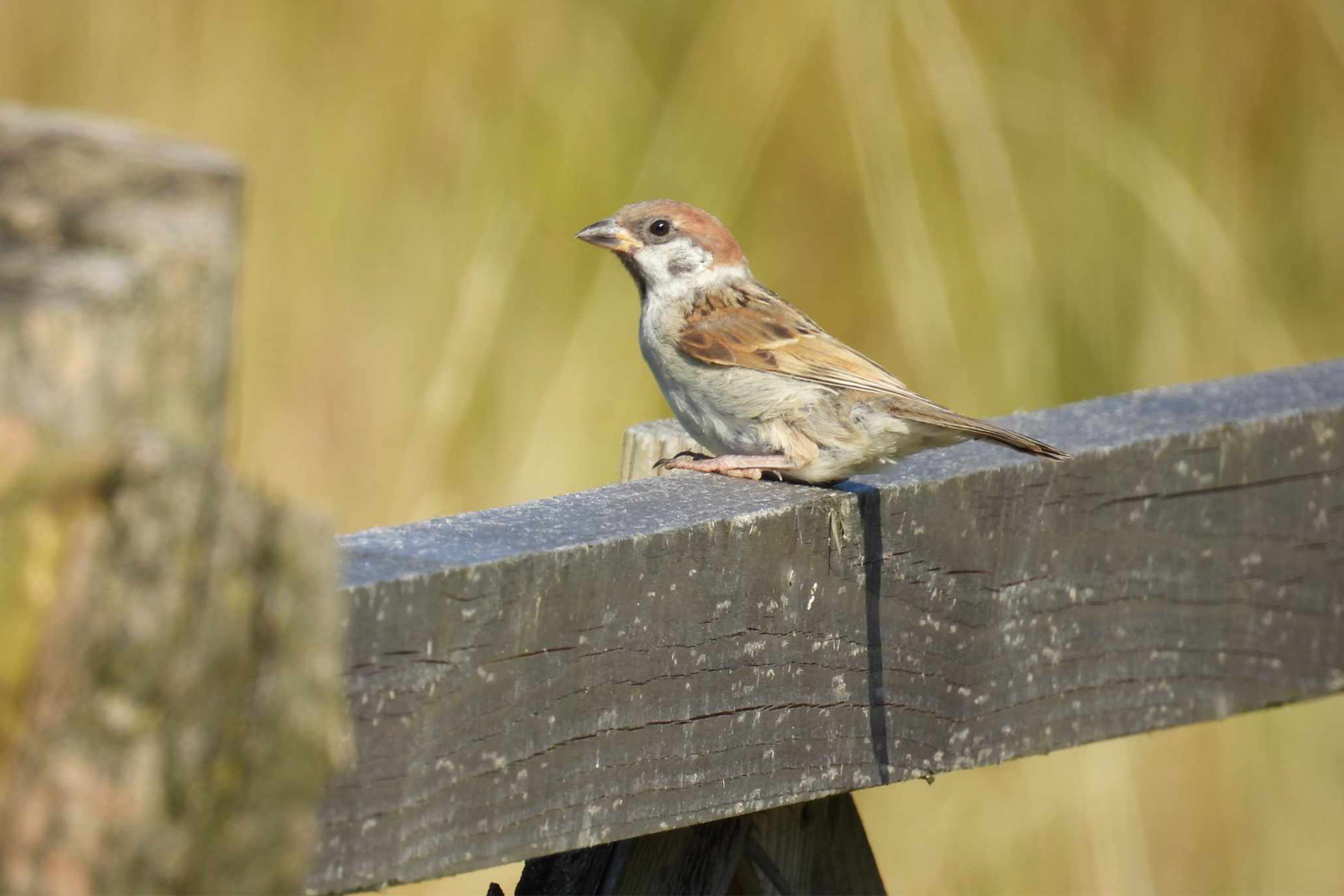 Fauna i flora w cieniu Lubonia - 3