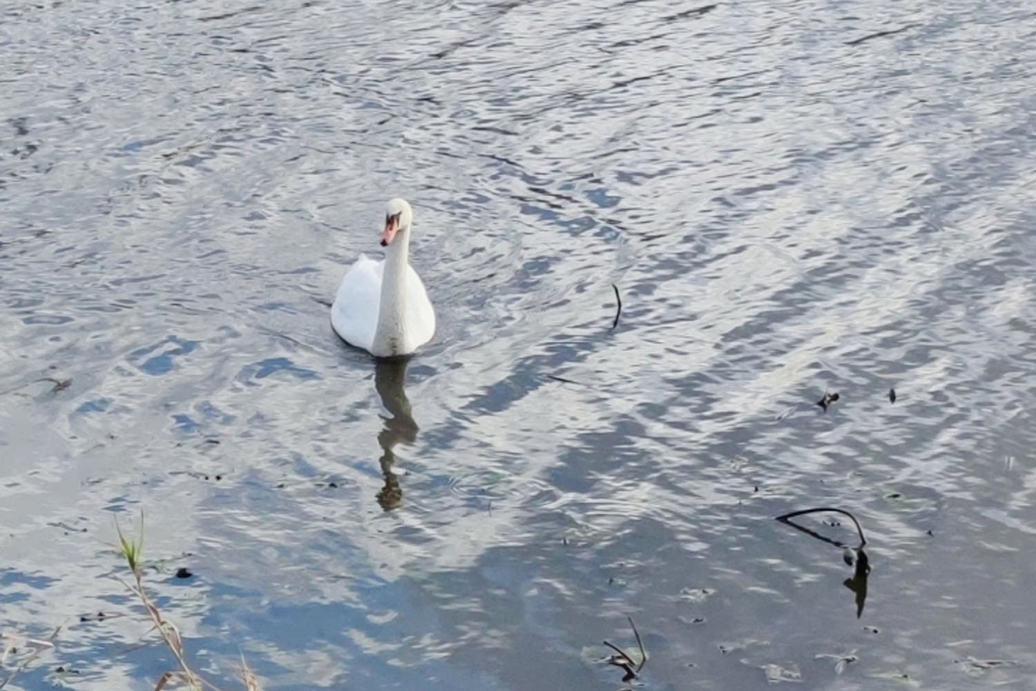 Quest – odkryj gminę Michałowice: Rowerem przez Suchy Las z Pęcic do Sokołowa - 4