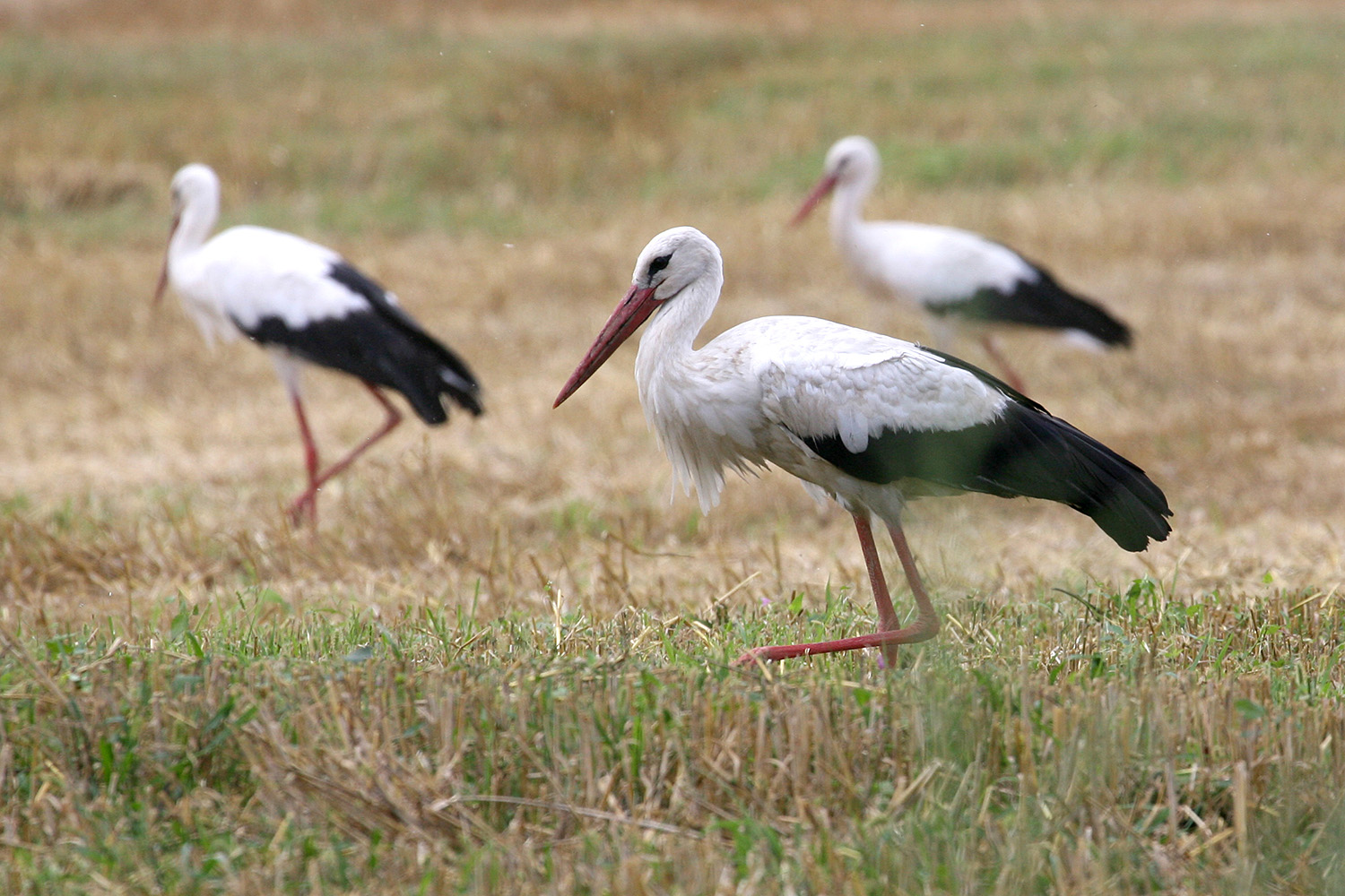 Przygoda z bocianem - 3