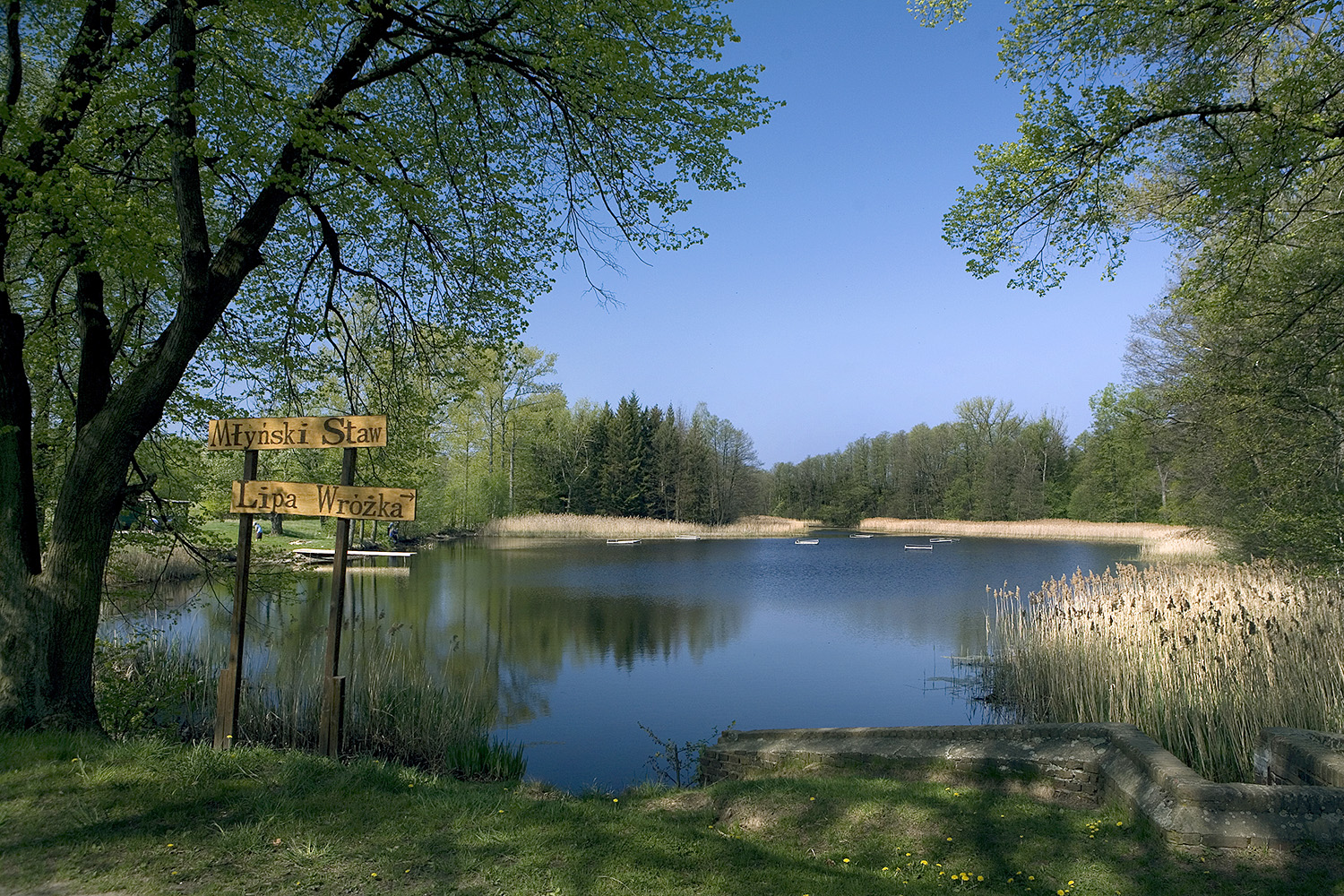 Wędrówki z przyrodą w Borówkach - 5