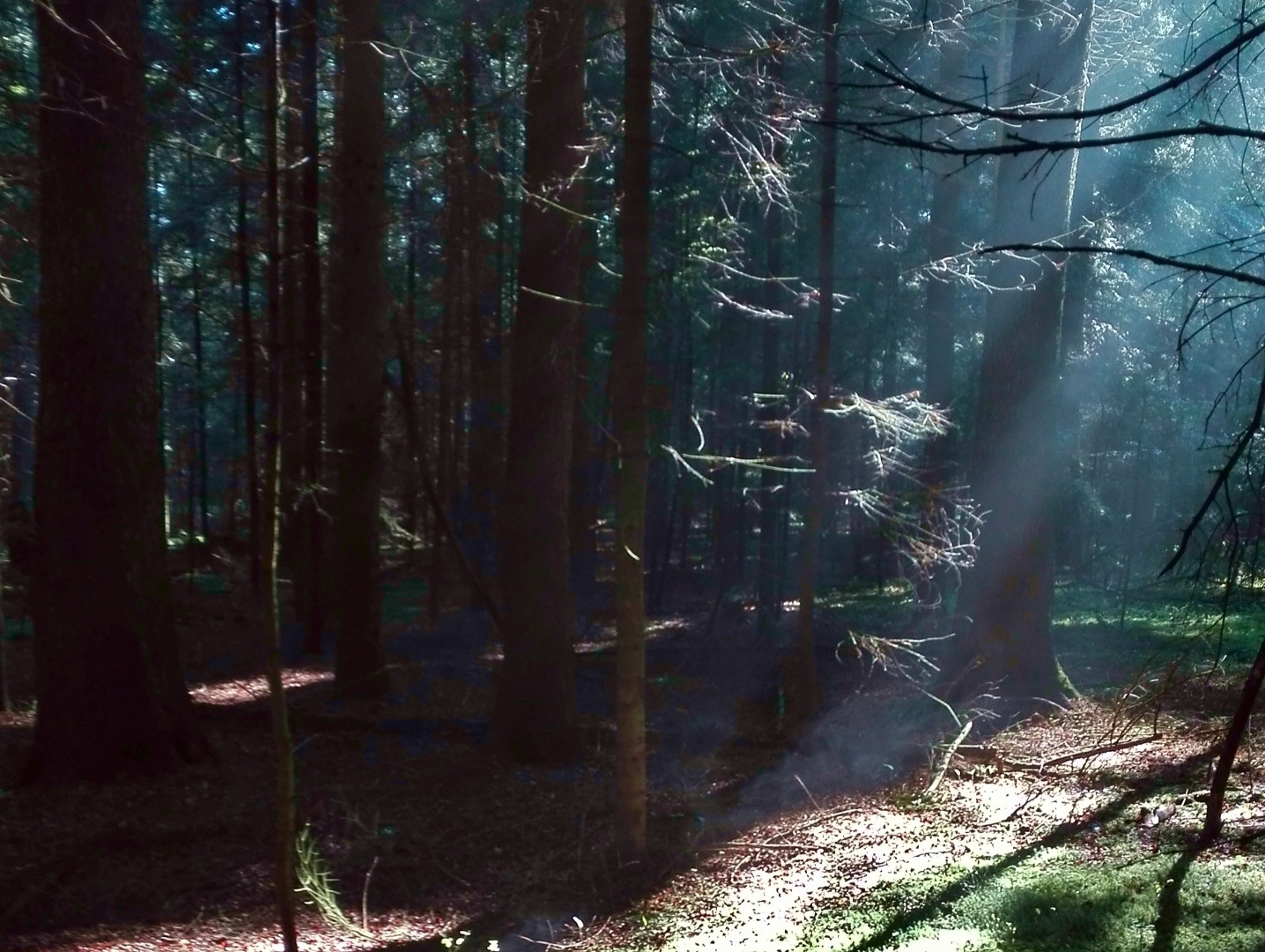 Rezerwat przyrodniczy "Łaznów"