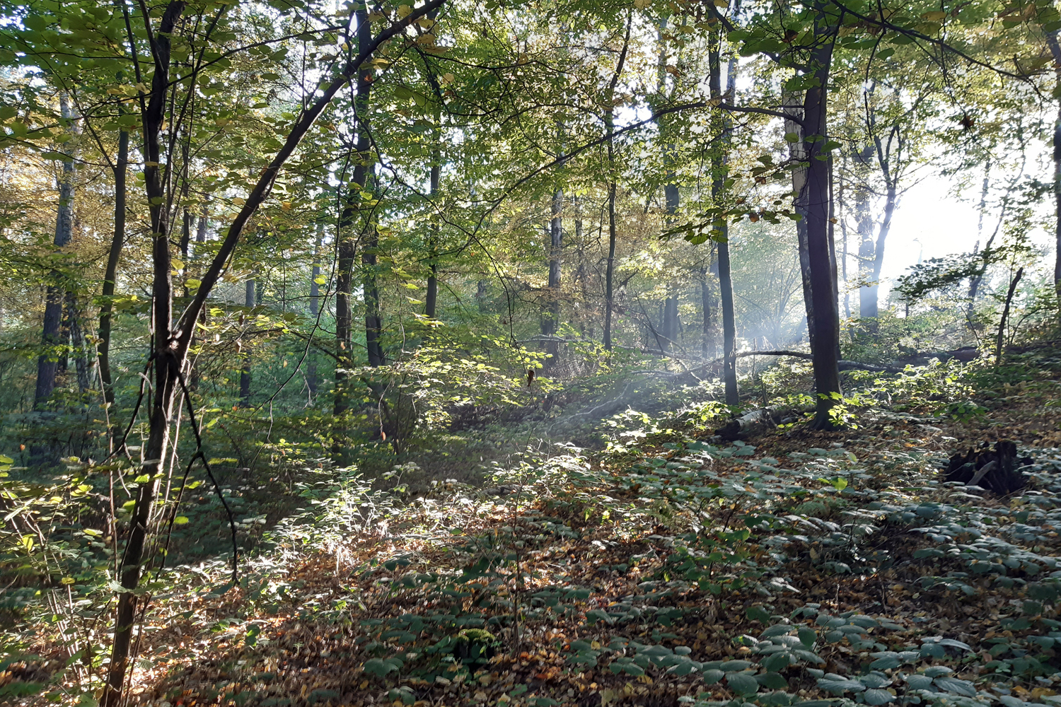 Śladem chłopców malowanych - 2