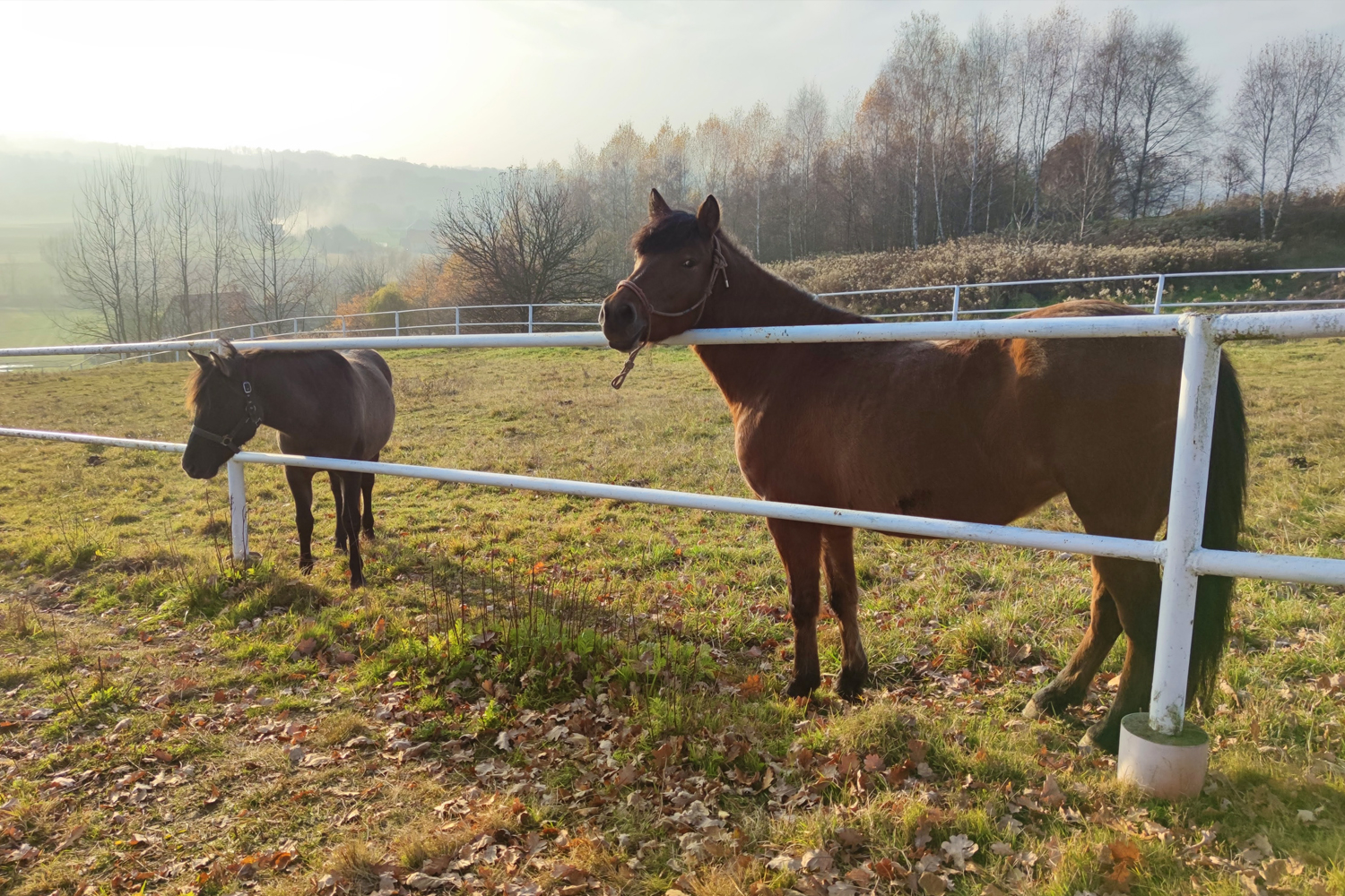 Szlakiem wikliniarstwa w Woźnikach - 3