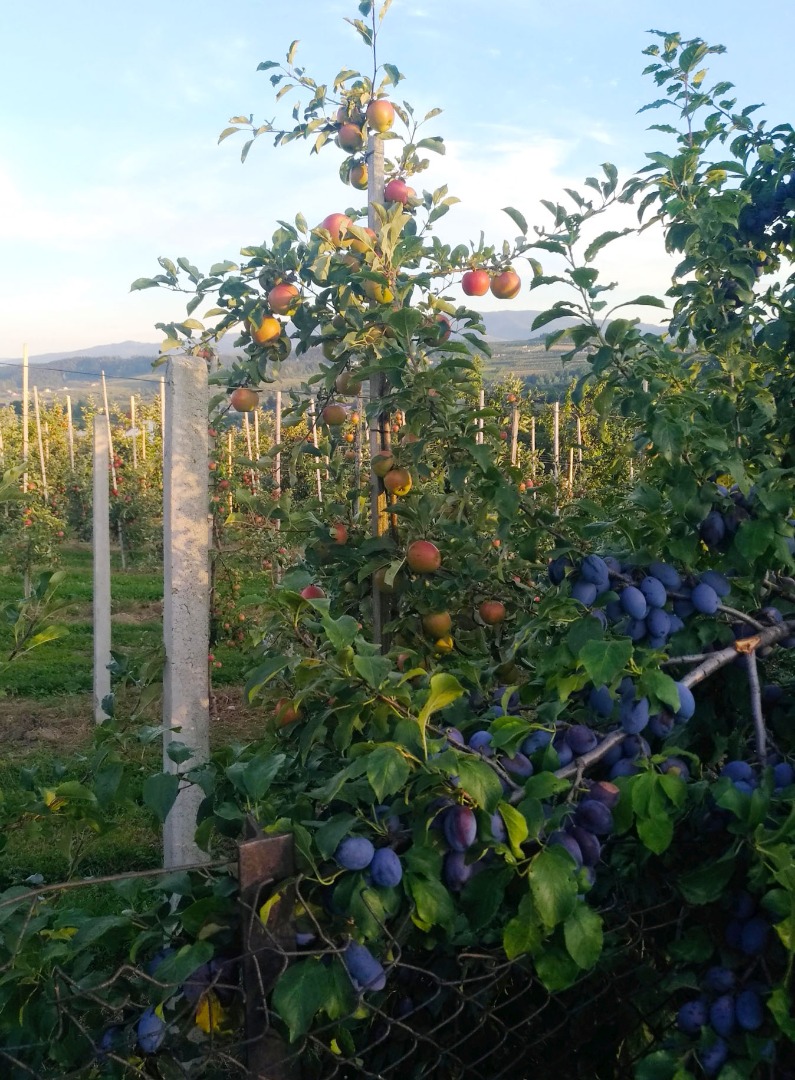 Poznaj perełkę wśród sadów - 6