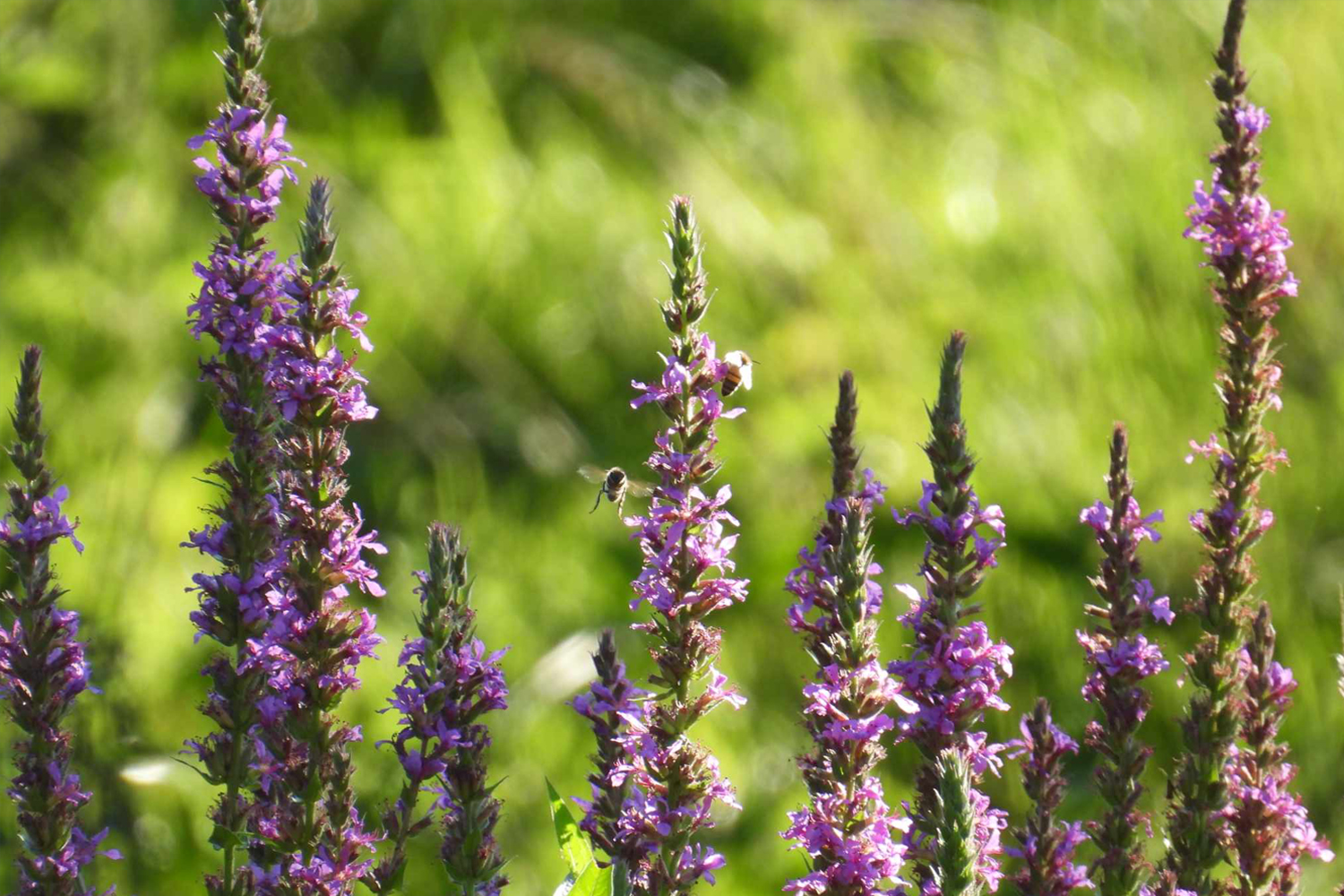 Fauna i flora w cieniu Lubonia - 4