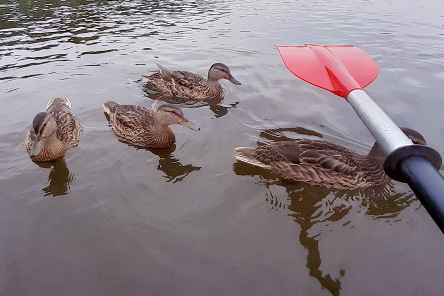 Kajakiem po skarby Pilicy - 3