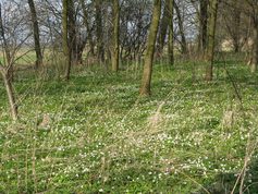 Rezerwat przyrody "Mokry Las"