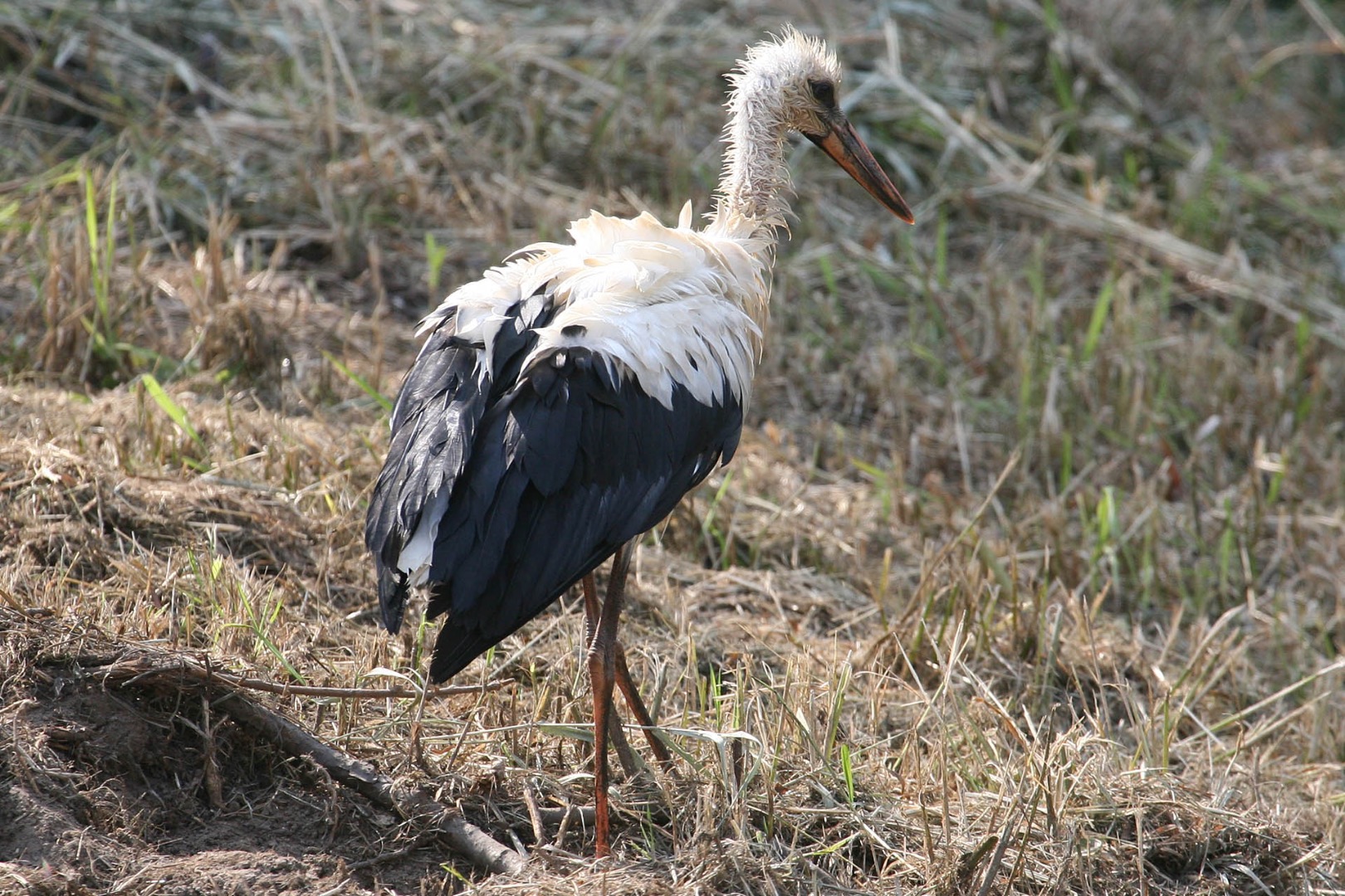 Przygoda z bocianem - 4