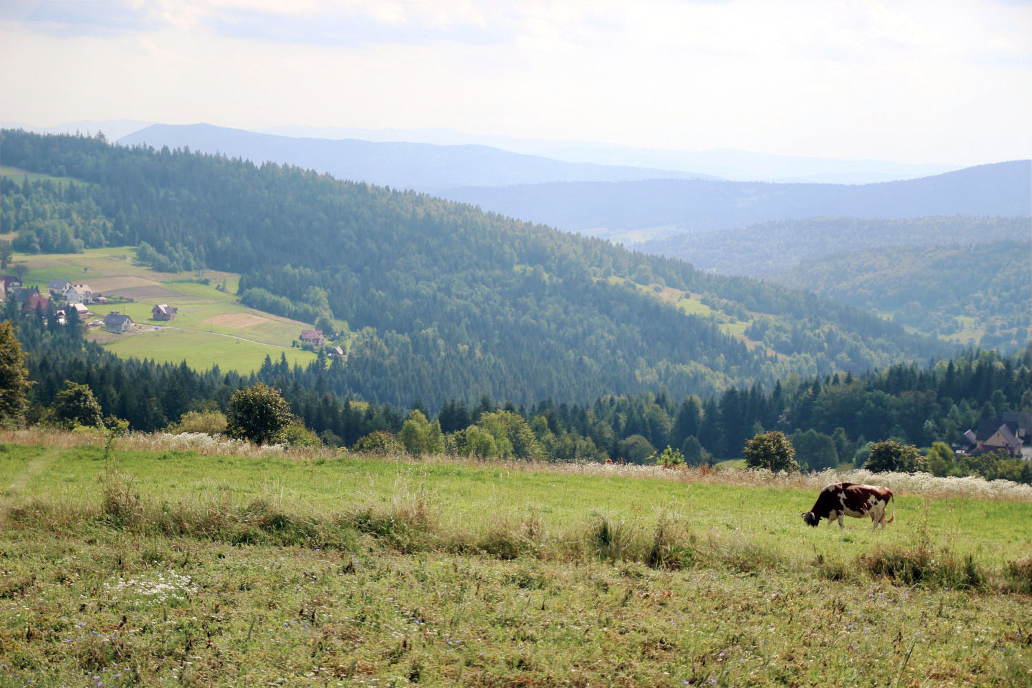 Wokół Sołtysiej Góry - 2