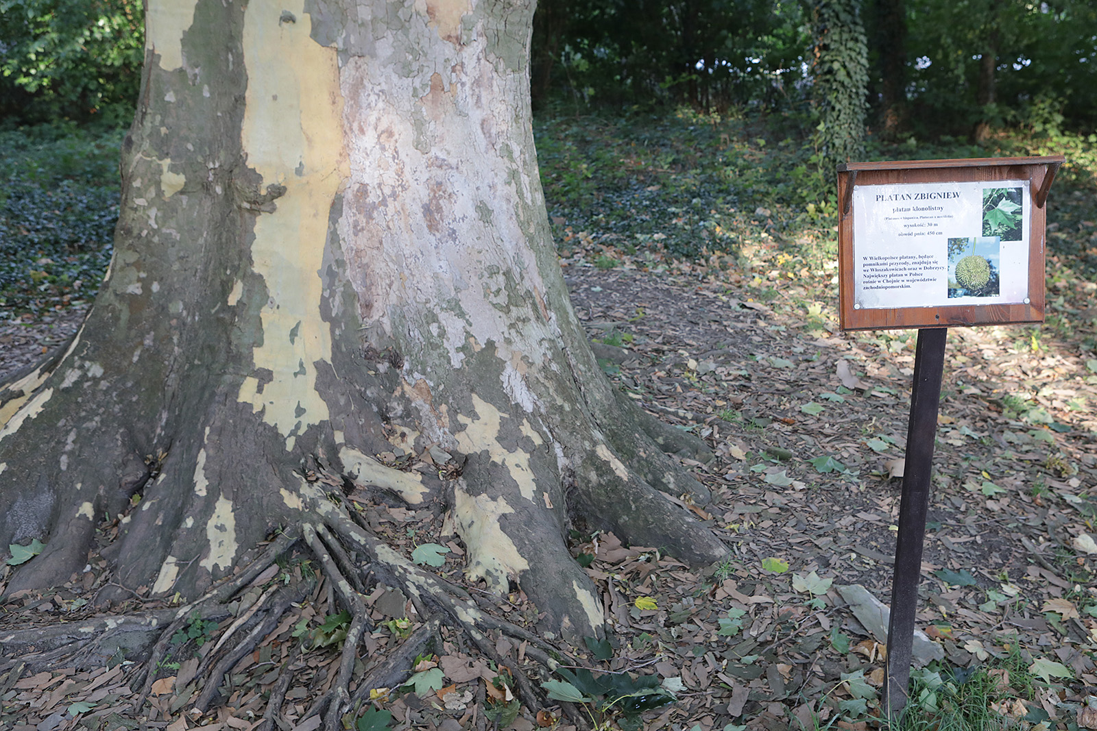 Skarby Bronikowa - 3