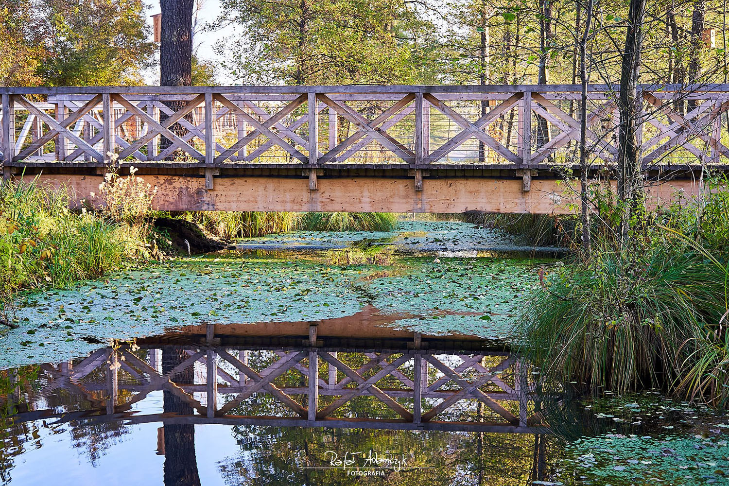 Zagubieni w przyrodzie Doliny Białej Przemszy - 2