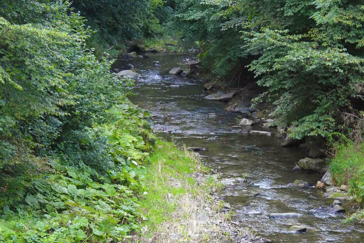 Fauna i flora w cieniu Lubonia - 2