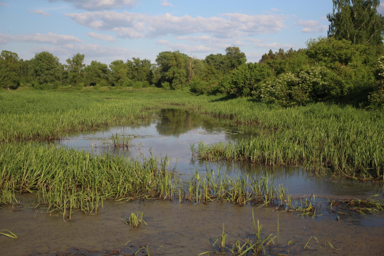 Drohiczyn. Spacer nad Bugiem - 6