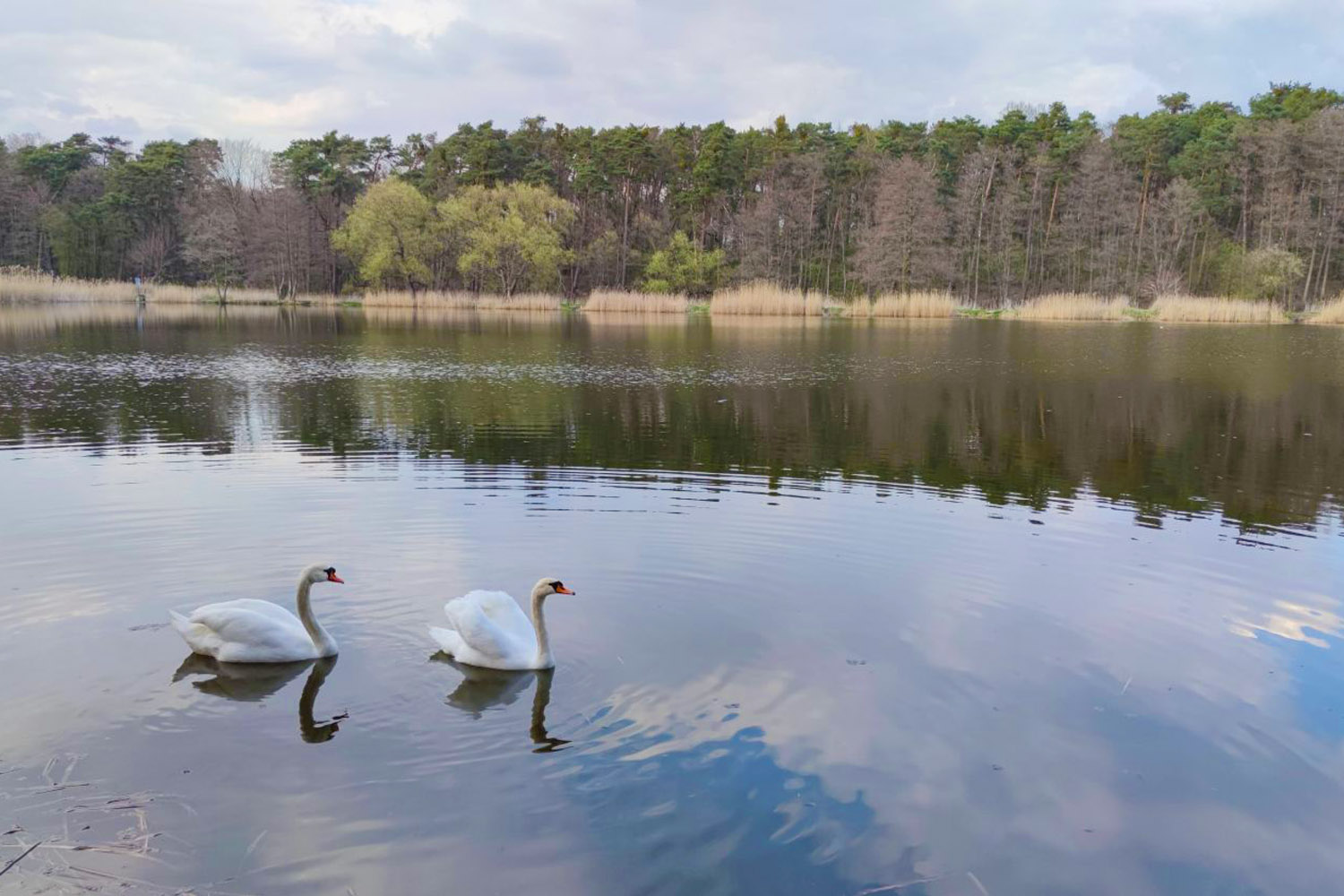 Rajd Szlakami Chojnowskiego Parku Krajobrazowego. Leśna kuchnia - 4