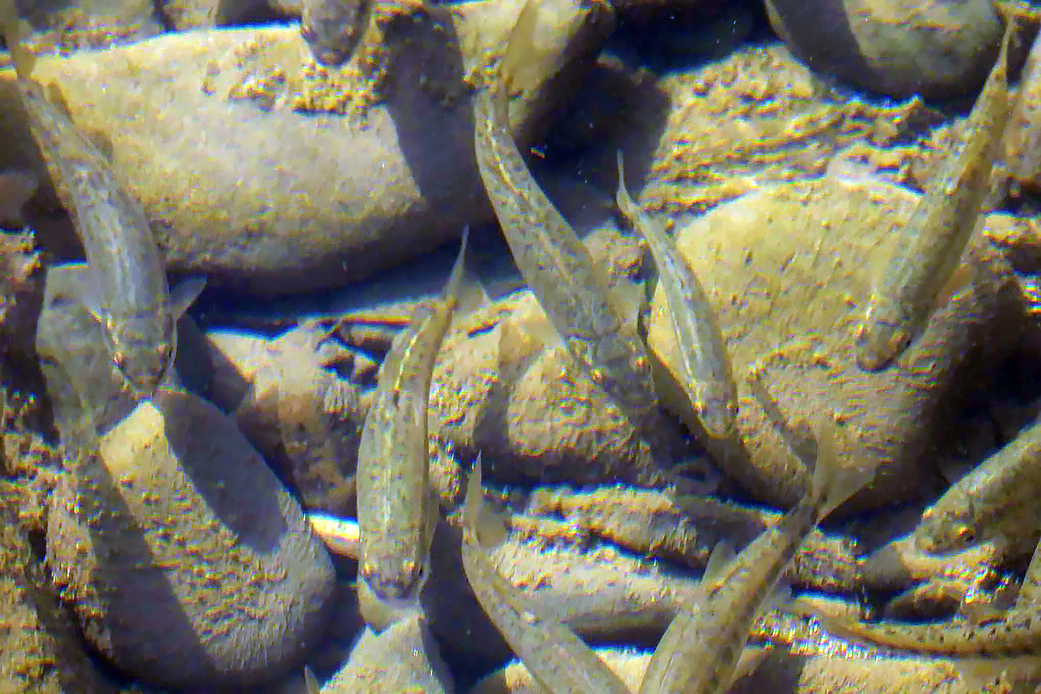 Fauna i flora w cieniu Lubonia - 5