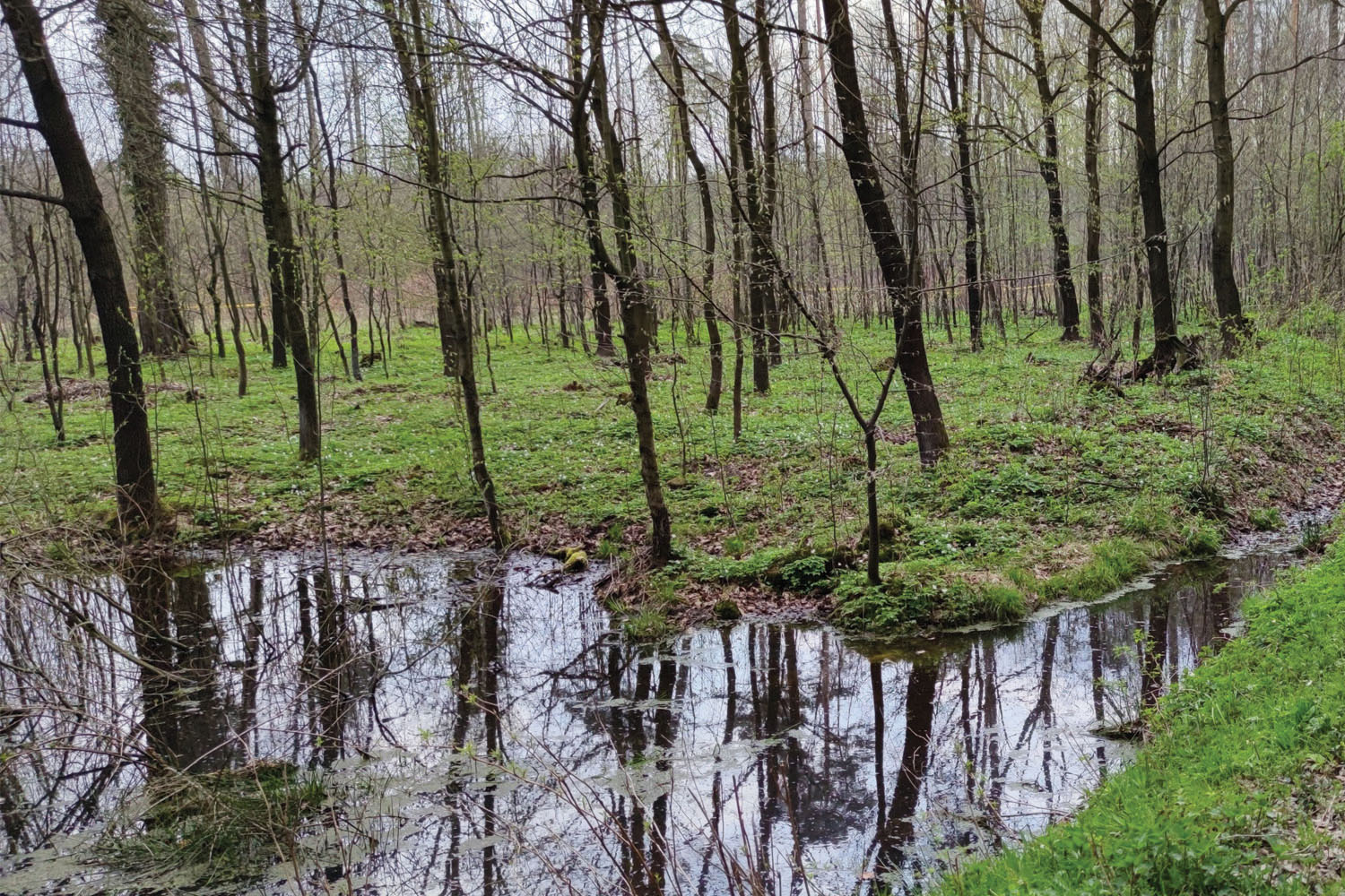 Wydrze - skarby lasów rodu Potockich - 3