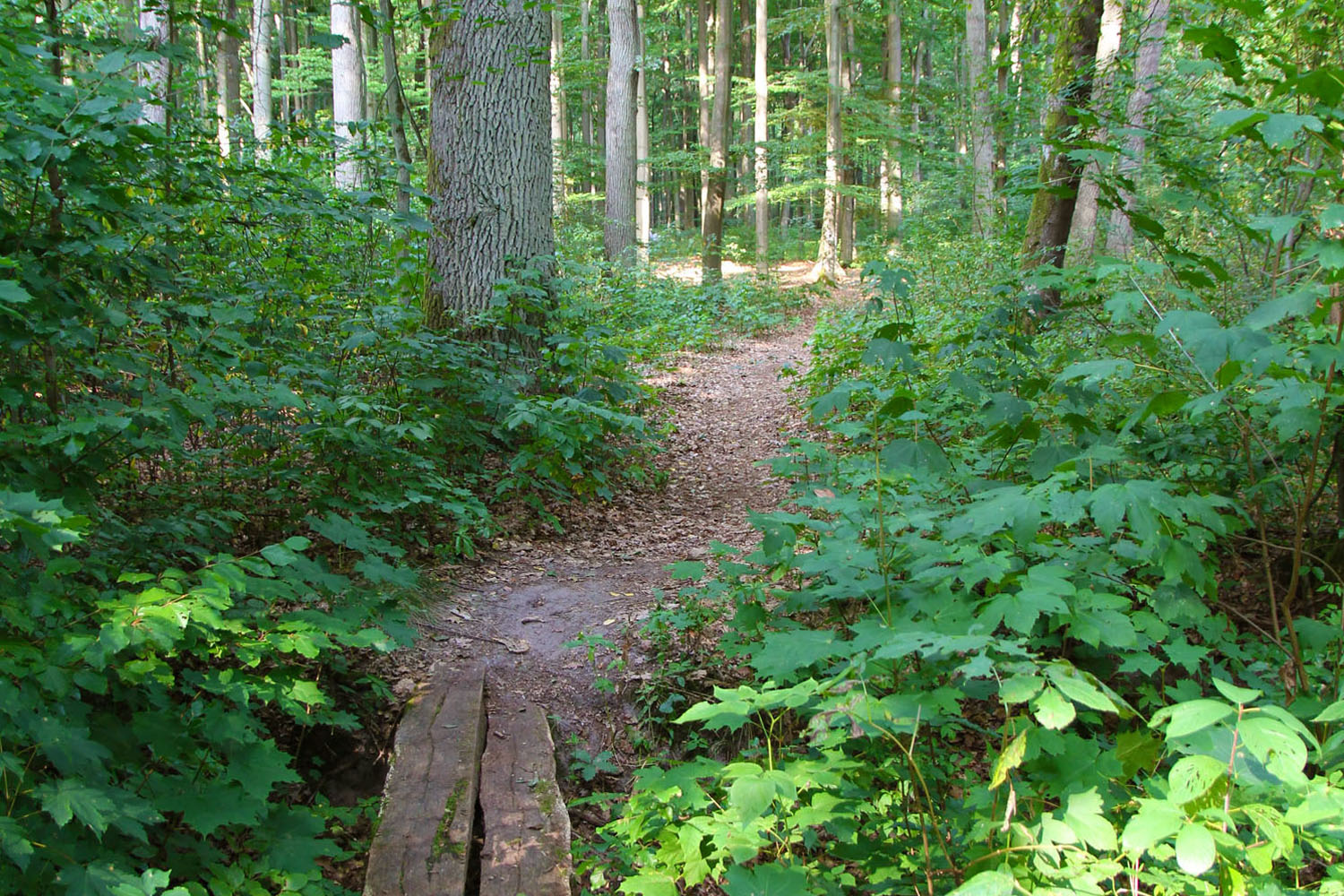 Szlakiem przyrodniczych podbojów Złotowa – wielkopolskich zdrojów - 2