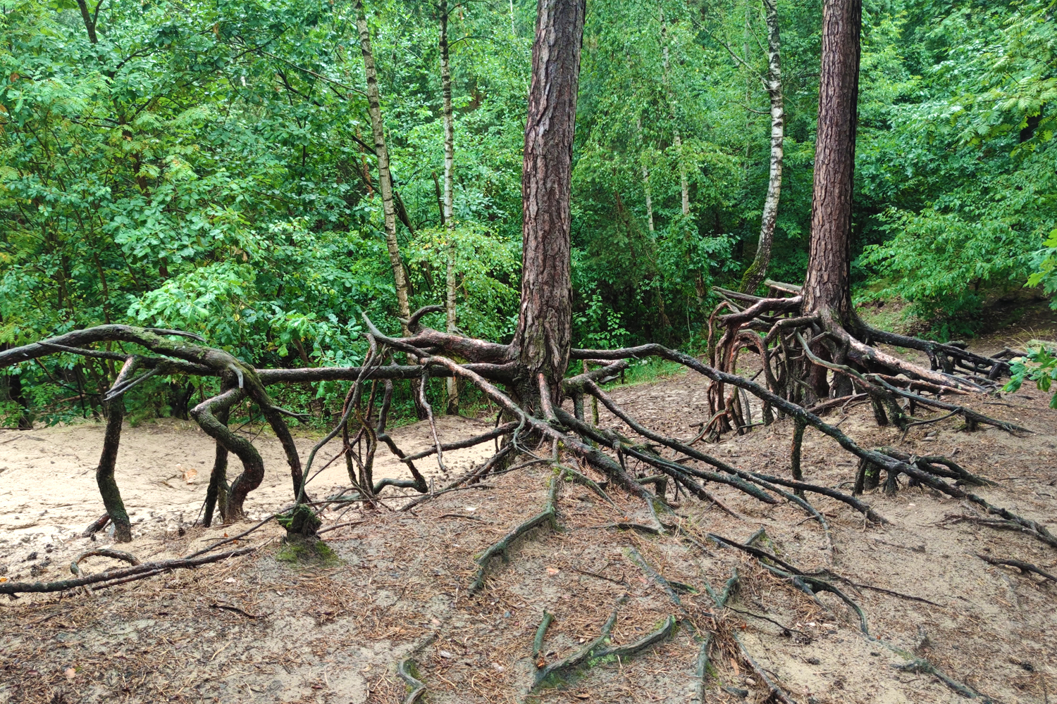 Zagadki Magdalenki - 2