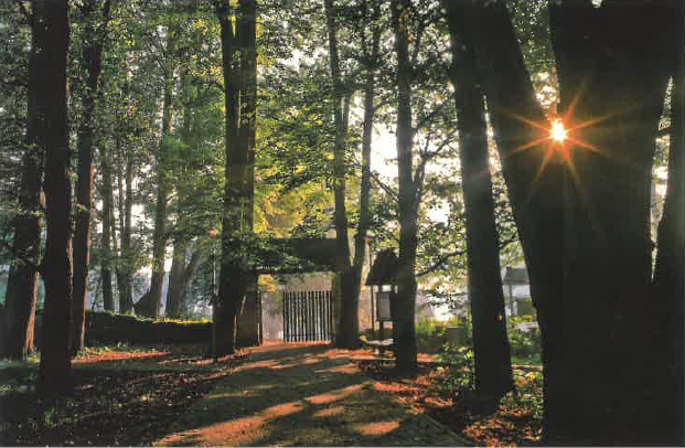 Park dworski hrabiów Wodzickich w Porębie Wielkiej. Poznajemy drzewa - 1