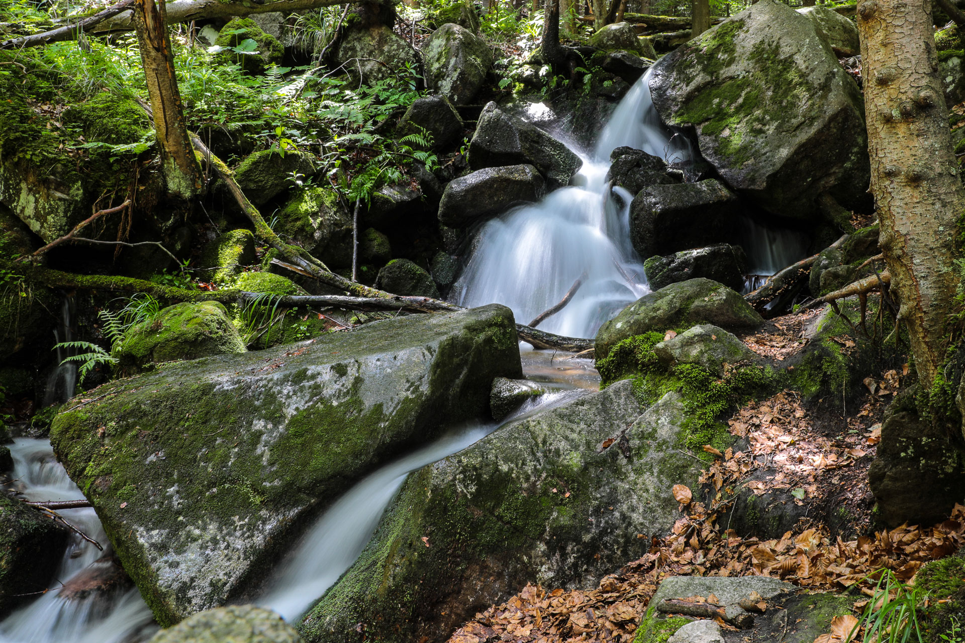 Dolina Wilczego Potoku - 1