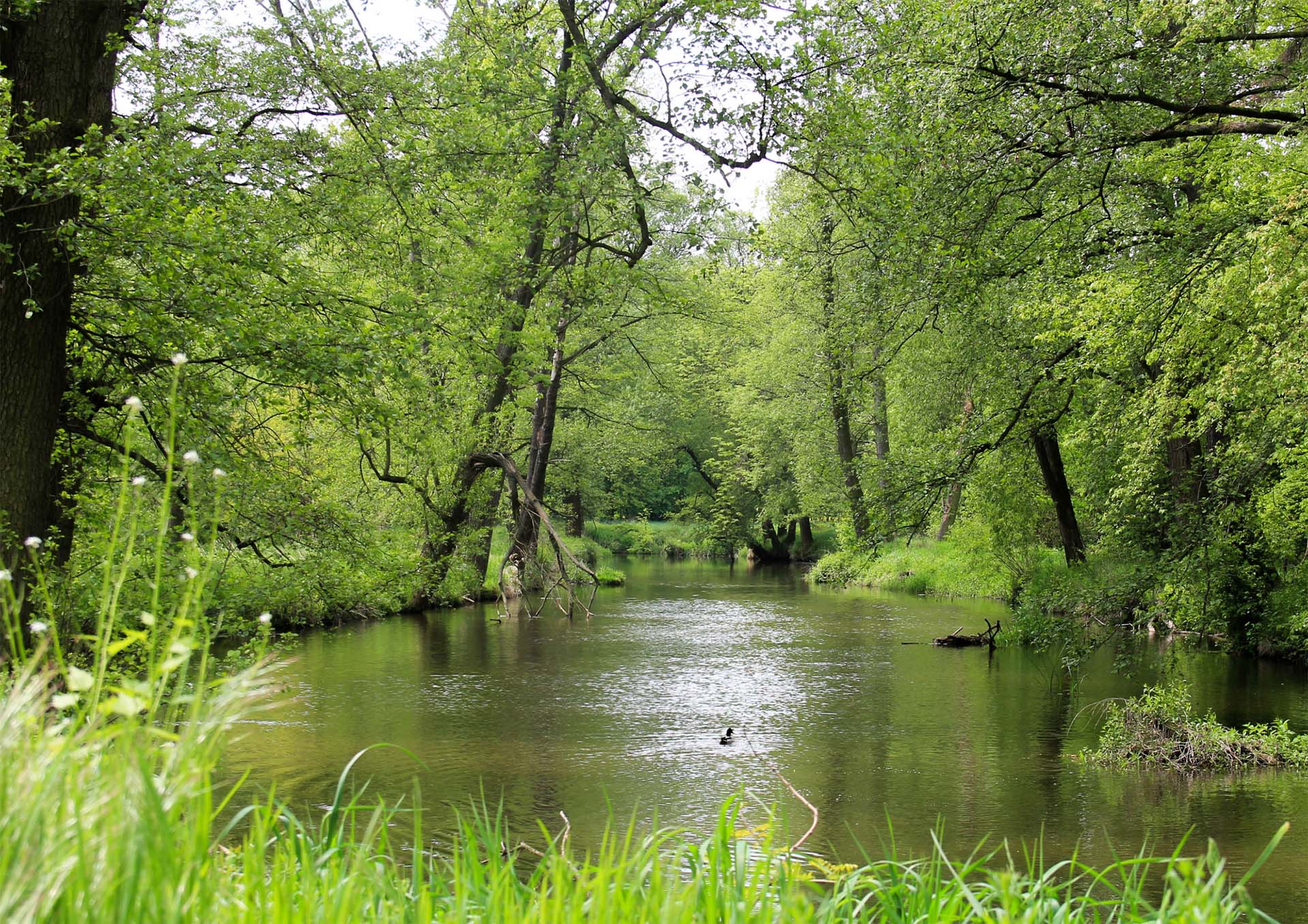 Ryby rzeki Skory - 1