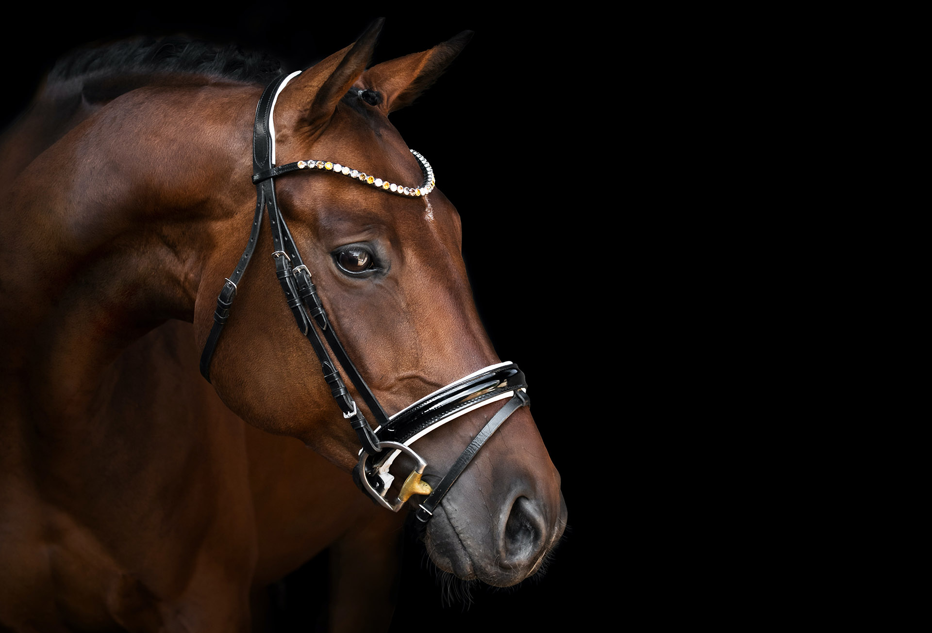 Po śladach końskich kopyt w Białym Lesie