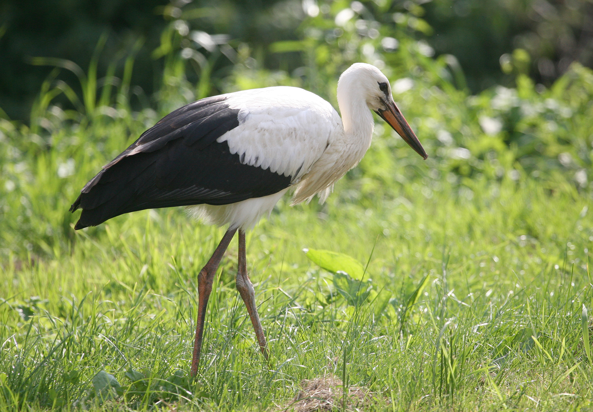 Przygoda z bocianem - 1