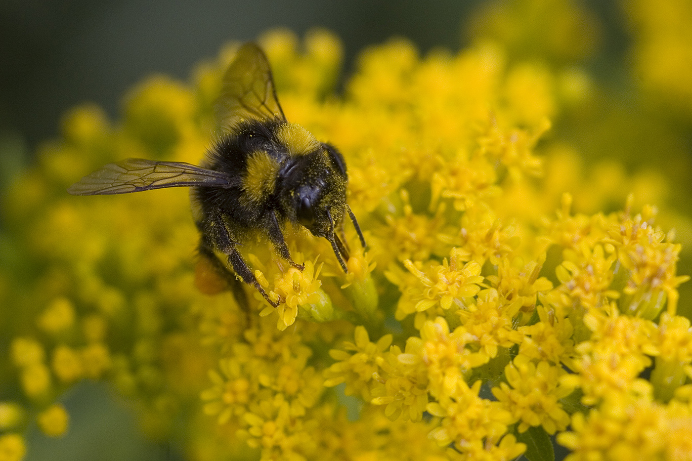 Przygoda z pszczołami w Maciejowie - 1
