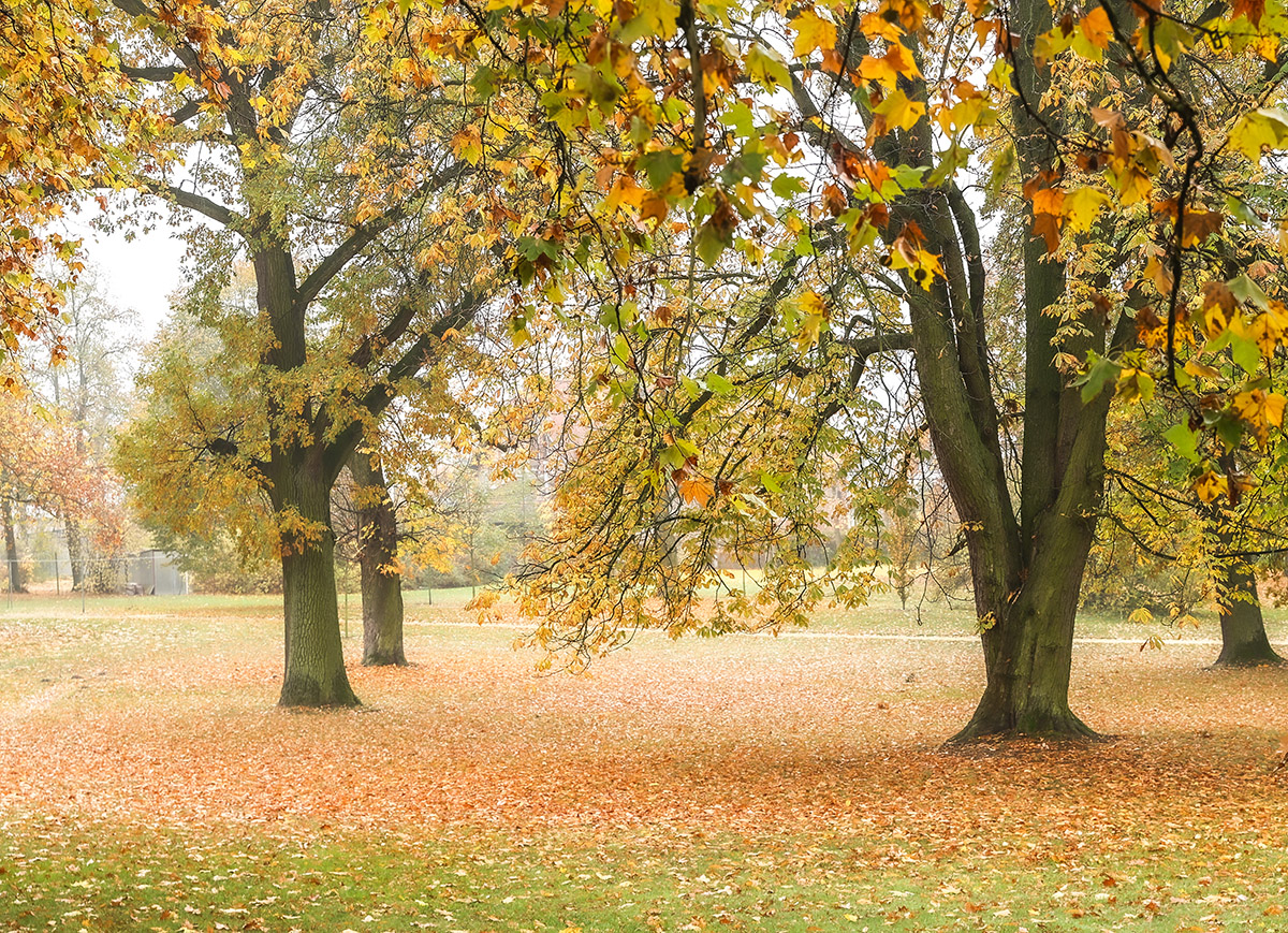 Opowieść o drzewach w Klęce - 1