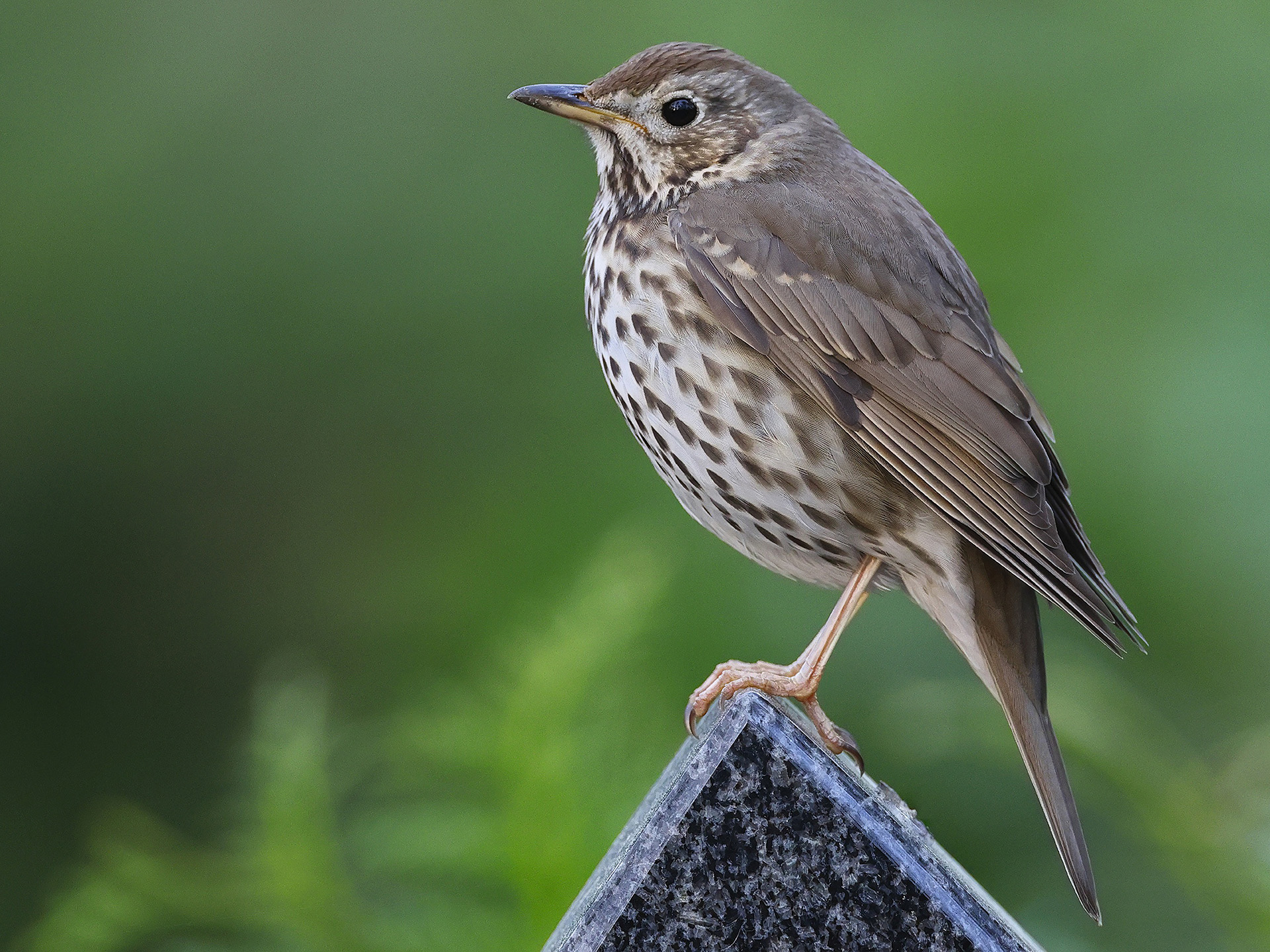 Z Olecka do Gordejek Małych po przyrodnicze ciekawostki - 1