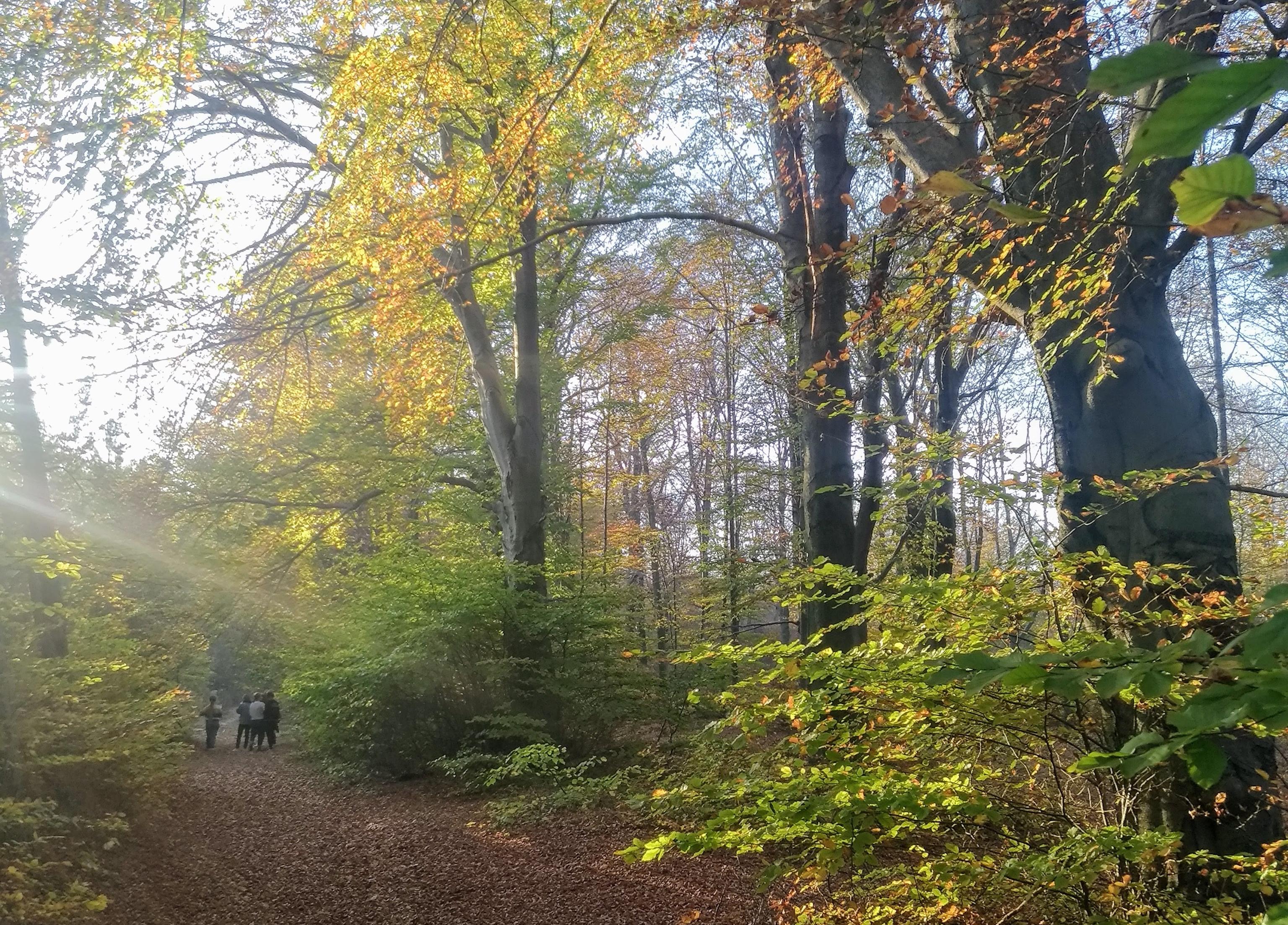 Spacerem po Psarach w poszukiwaniu historii - 1