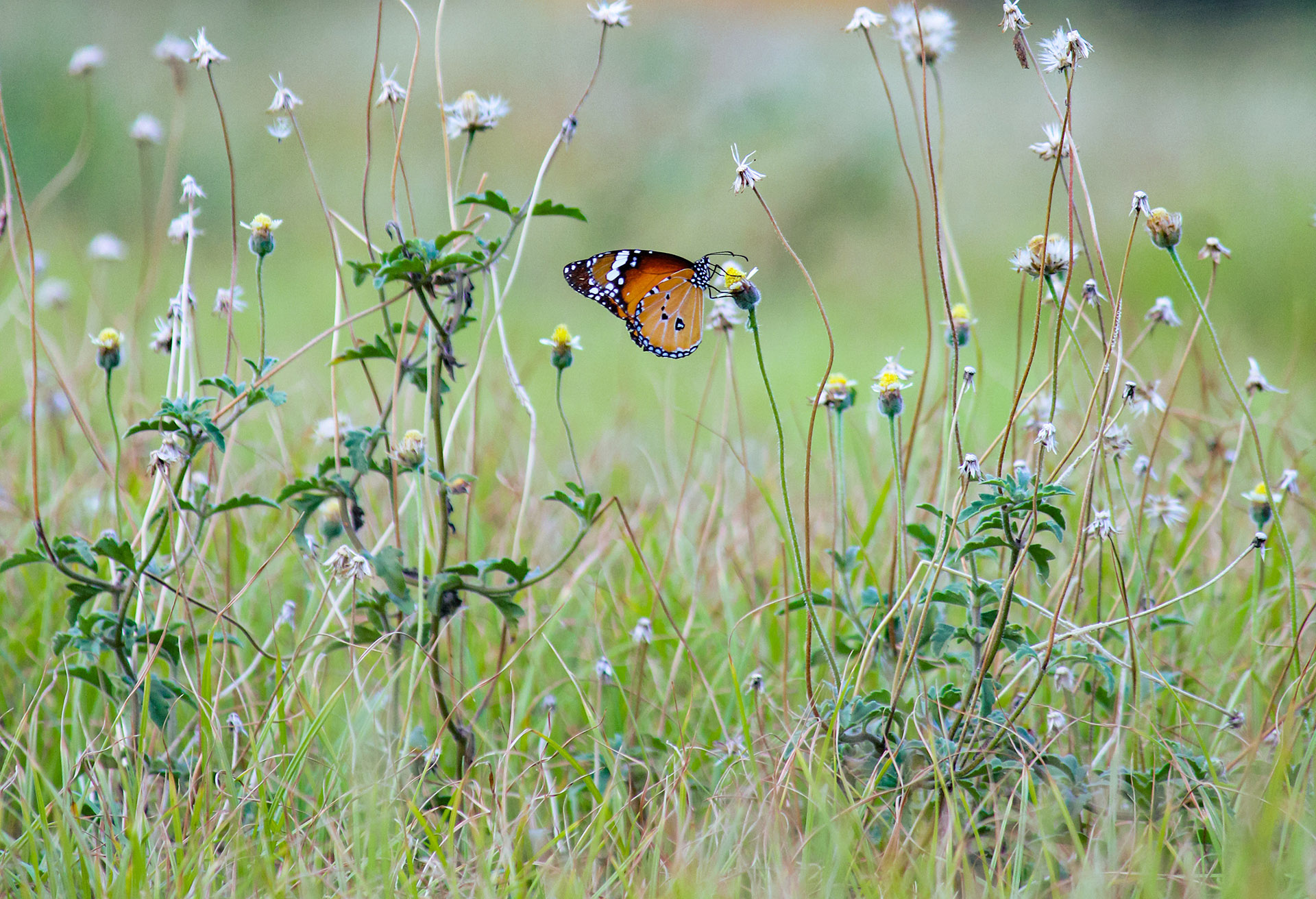 Ścieżka zielarki - 1