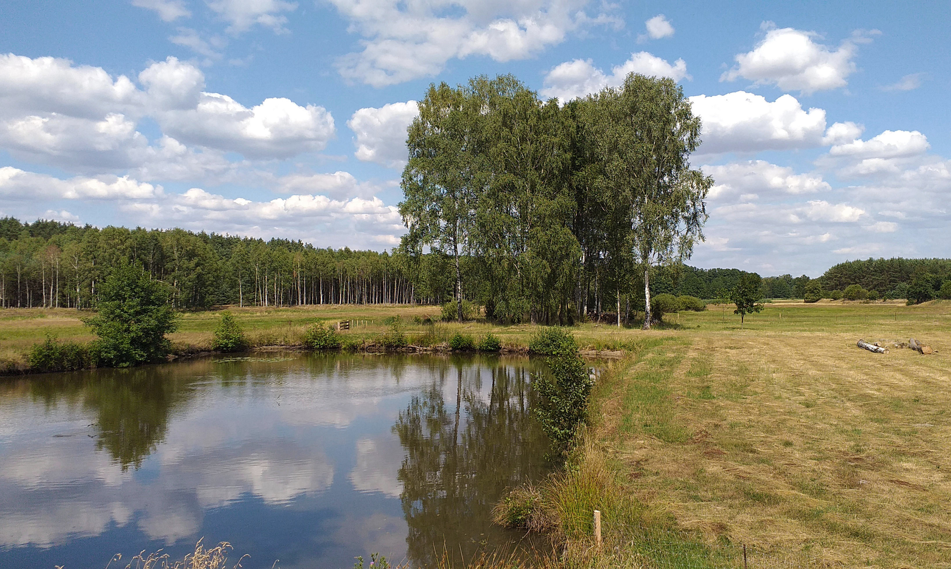 Zagadki w drzewach zaklęte - 1