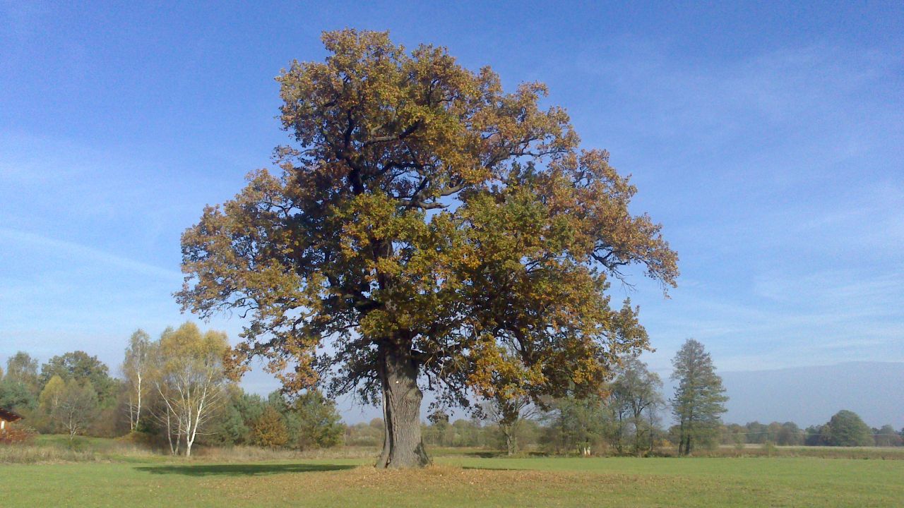 W Arciechowie wśród dębów, łąk i wody - 1