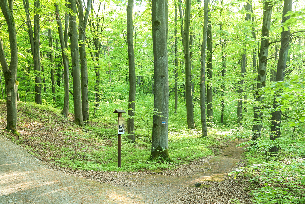 Co echo niesie w Zielonym Lesie? - 1