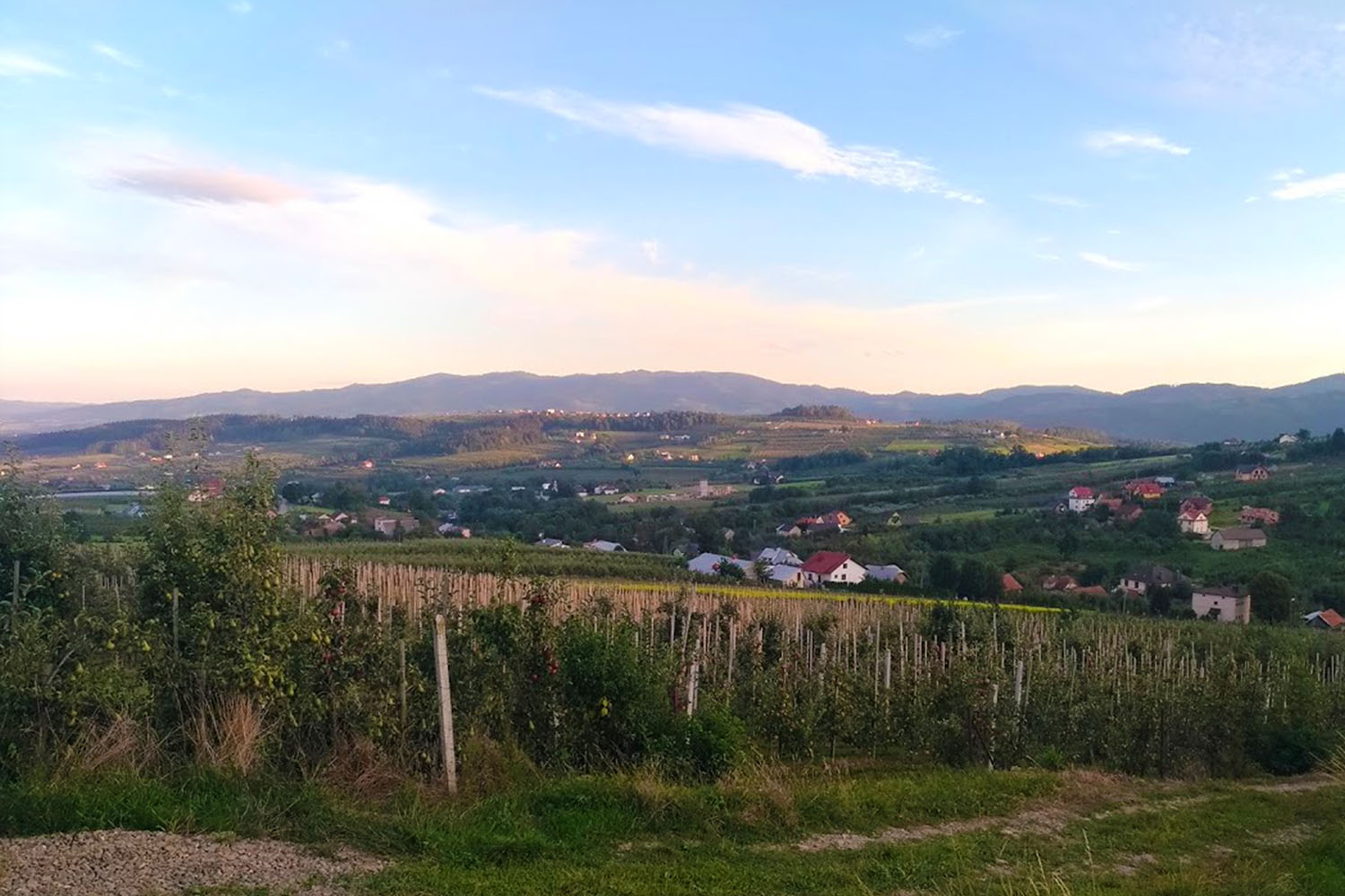 Poznaj perełkę wśród sadów - 1