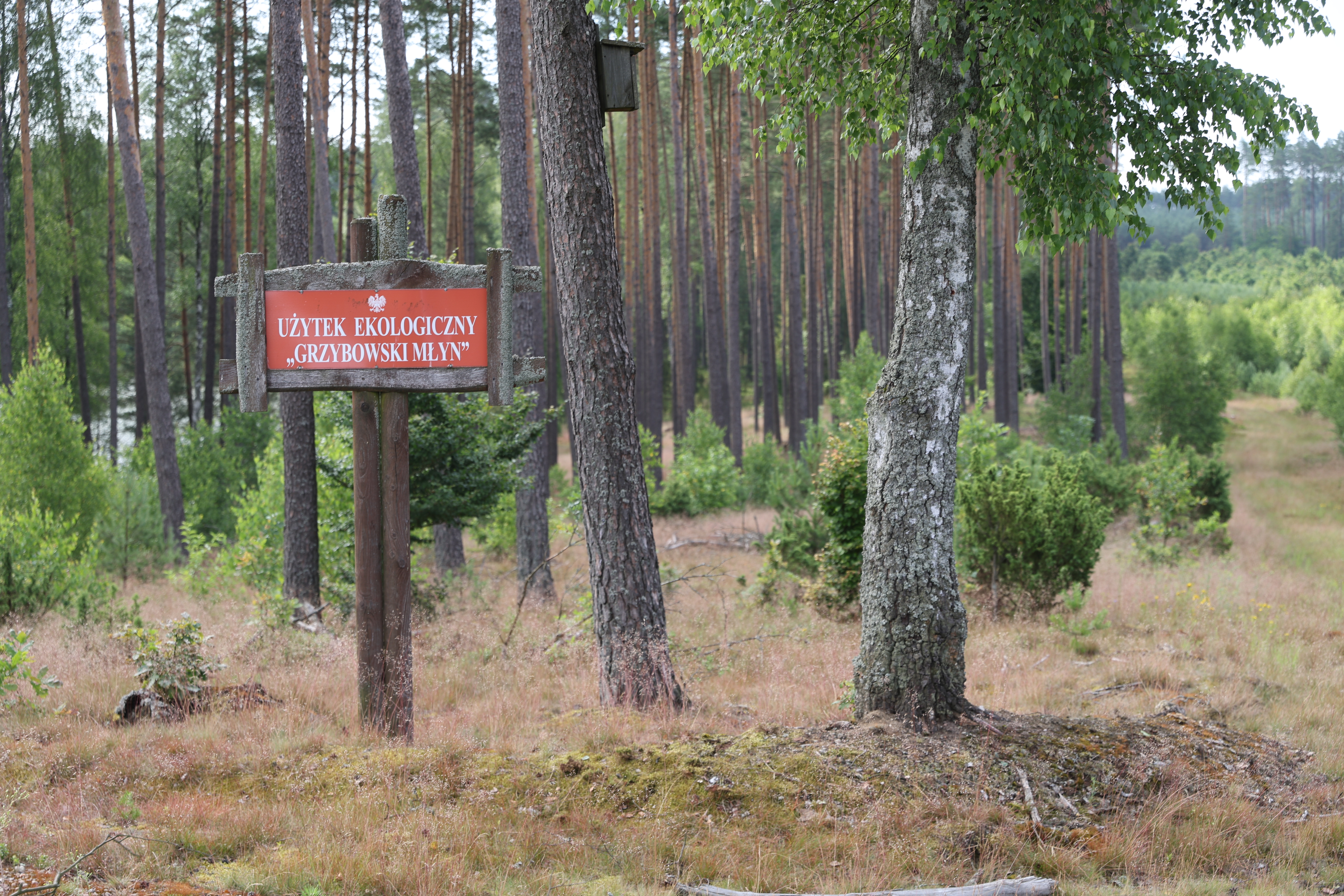Wyprawa na użytek ekologiczny „Grzybowski Młyn” - 1