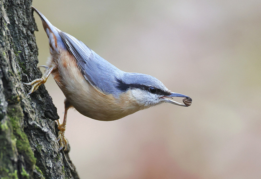 Spotkanie z przyrodą w centrum Świdnicy - 1