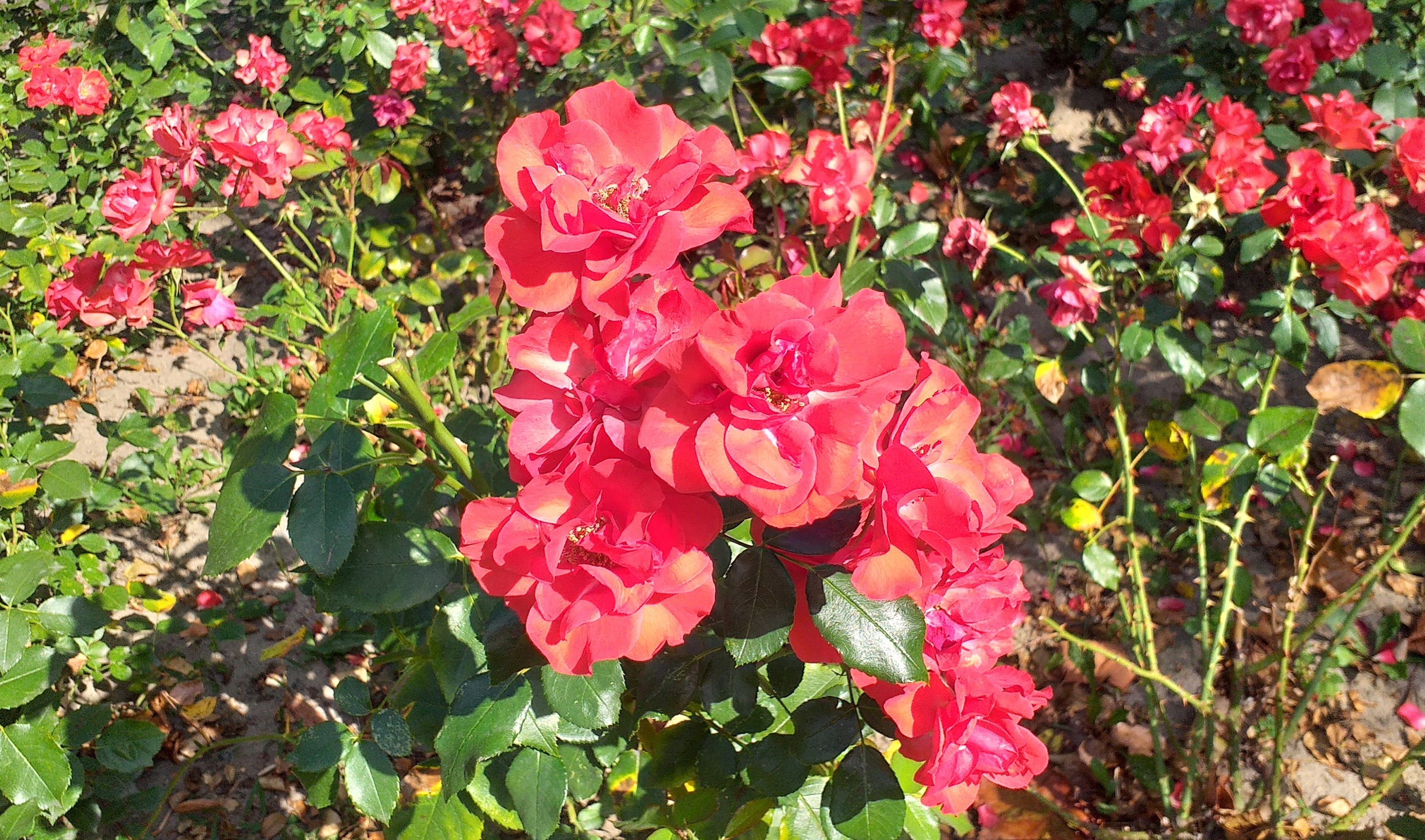 Z Grażyną po Łasku - 1