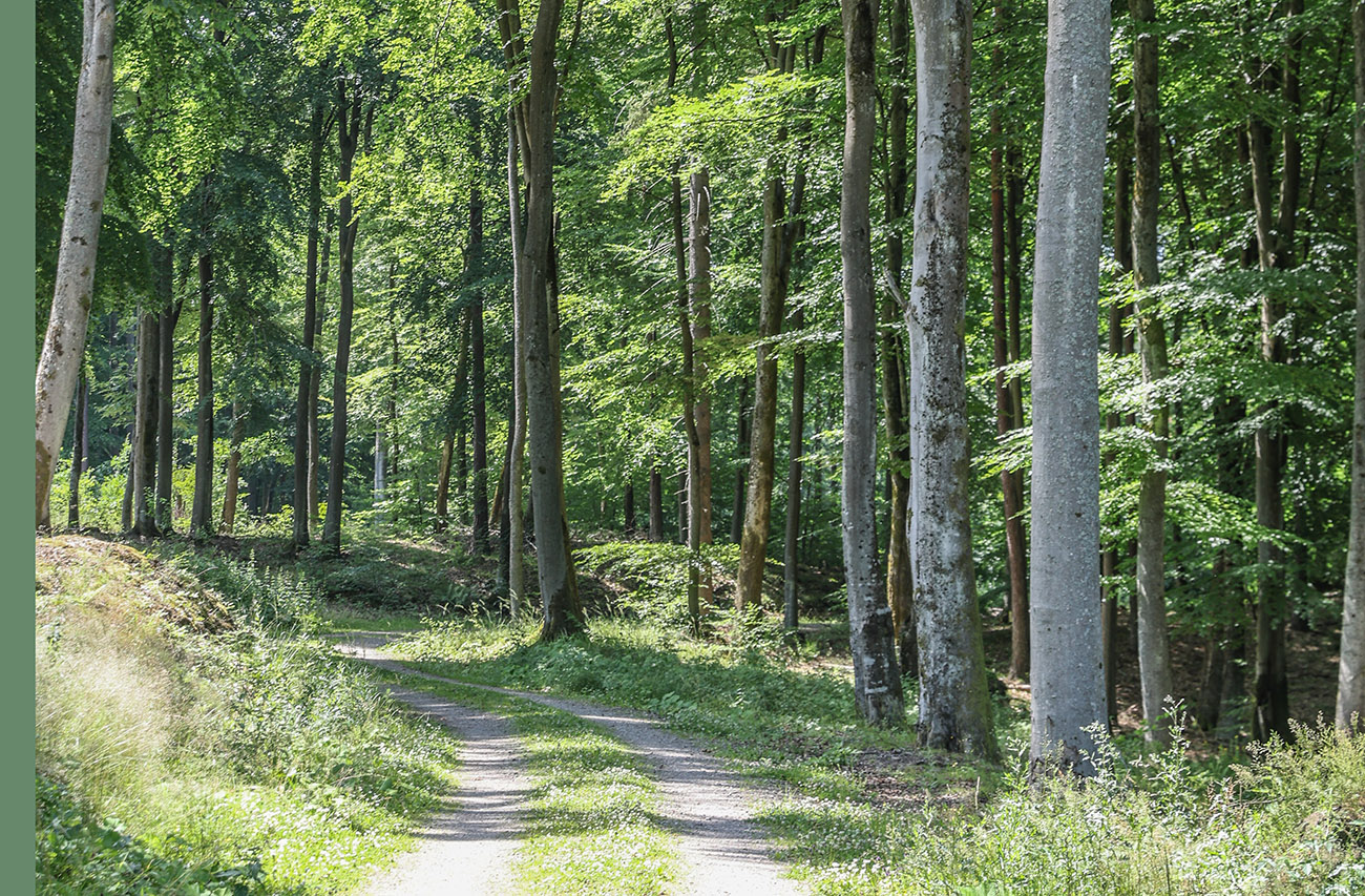 Przyrodniczy strzał w dziesiątkę „na Strzelnicy” w Kościerzynie - 1
