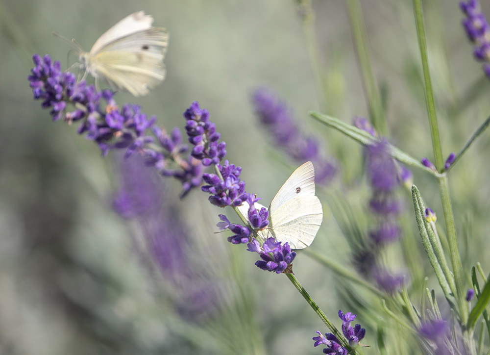 Greckie Klimaty - park kieszonkowy - 1
